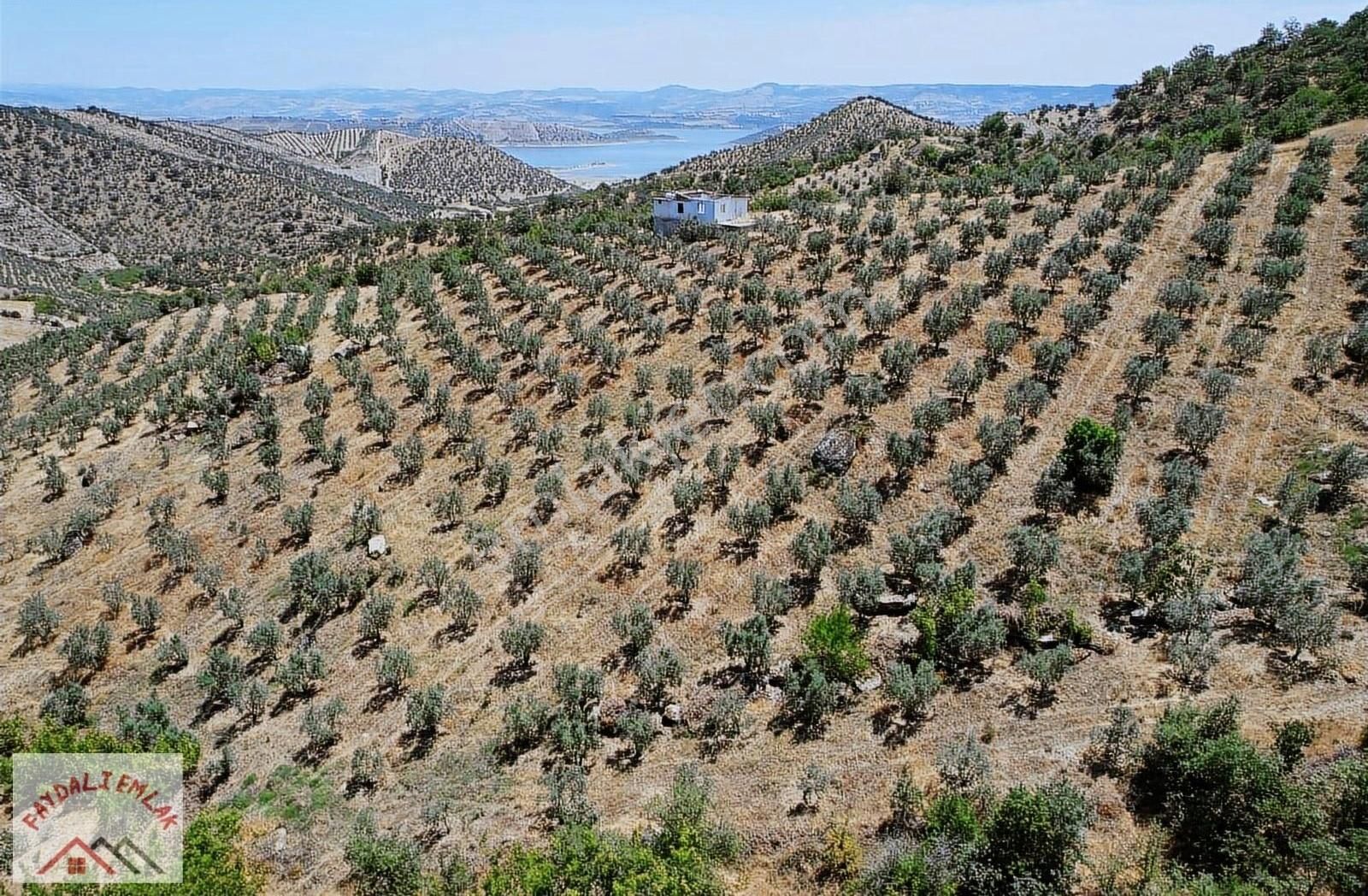 Köprübaşı Cıcıklı Satılık Zeytinlik MANİSA KÖPRÜBAŞI CICIKLI DA ZEYTİNLİK