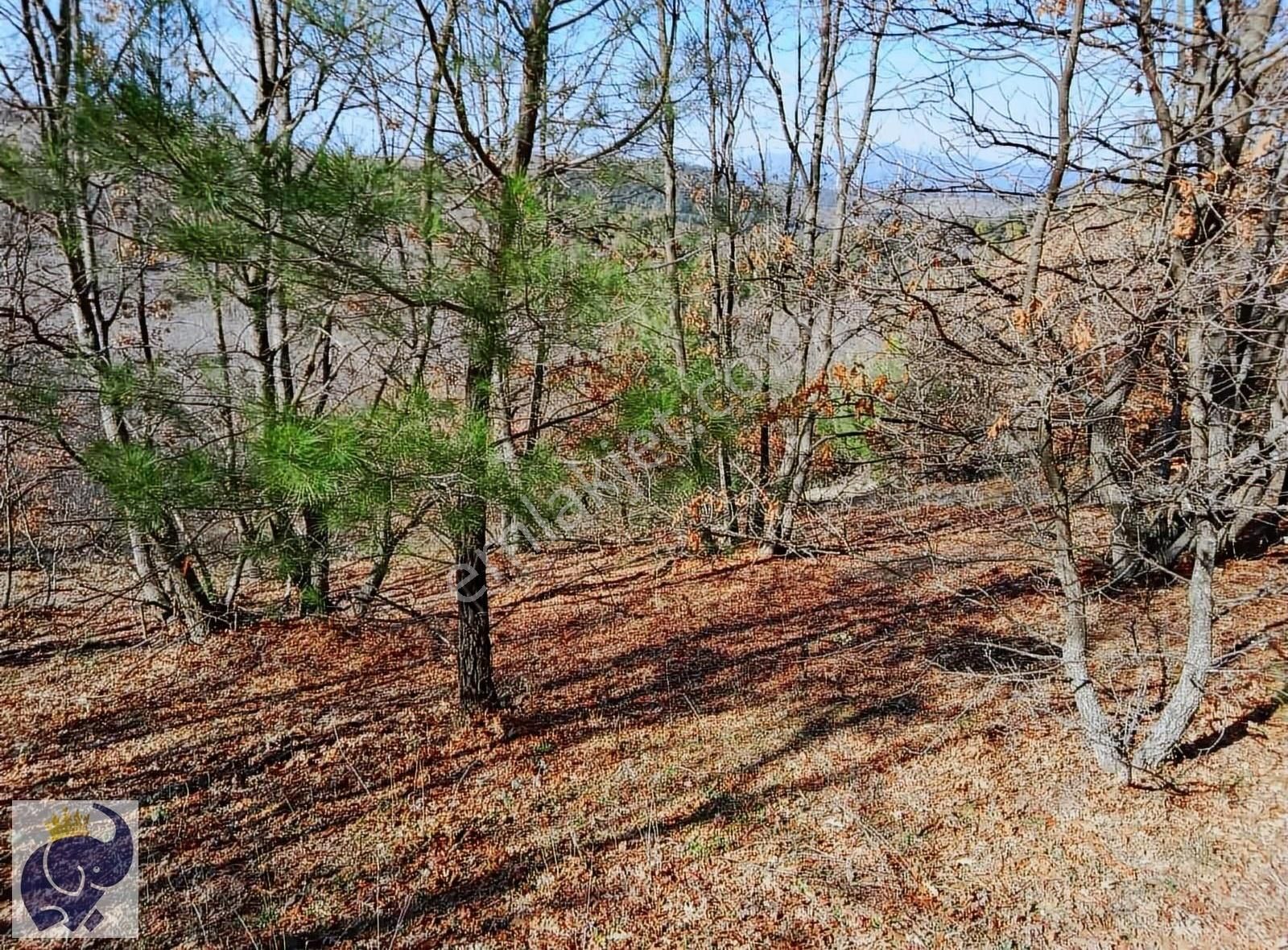 Bayramiç Kaykılar Köyü Satılık Tarla ÇANAKKALE BAYRAMİÇ KAYKILAR KÖYÜ 17.000 M2 SATILIK KUPON ARAZİ