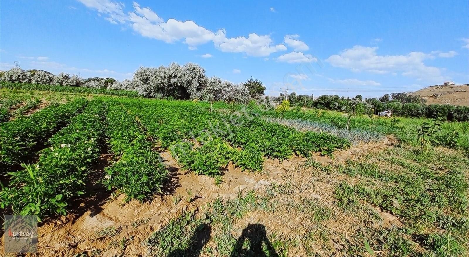 Kocasinan Gömeç Satılık Tarla KURTSOY'DAN GÖMEÇTE SUYU DİBİNDE VERİMLİ FIRSAT TARLA