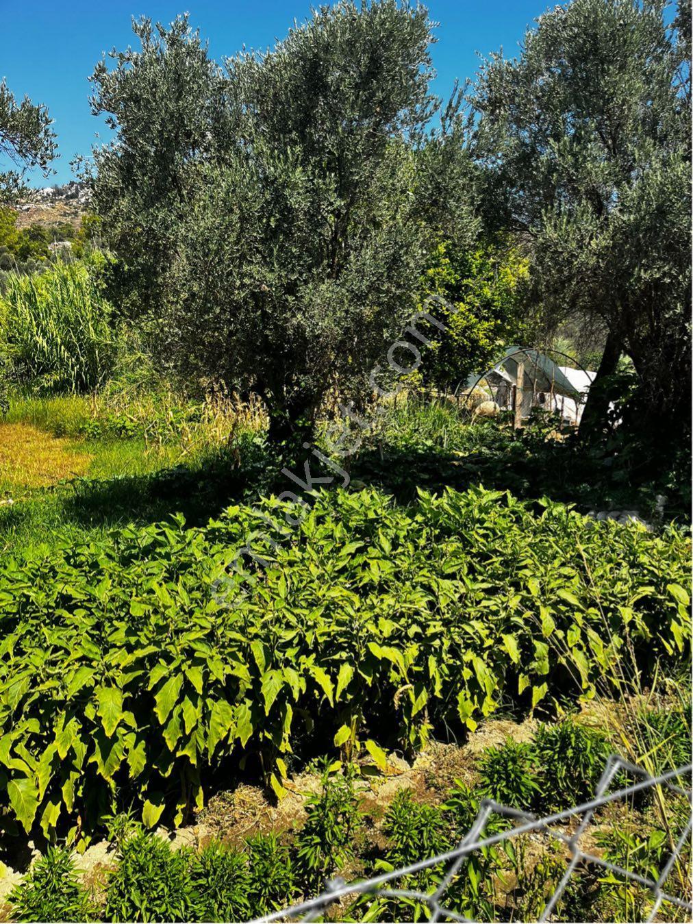 Yatırımlık Zeytinlik - Görsel 5