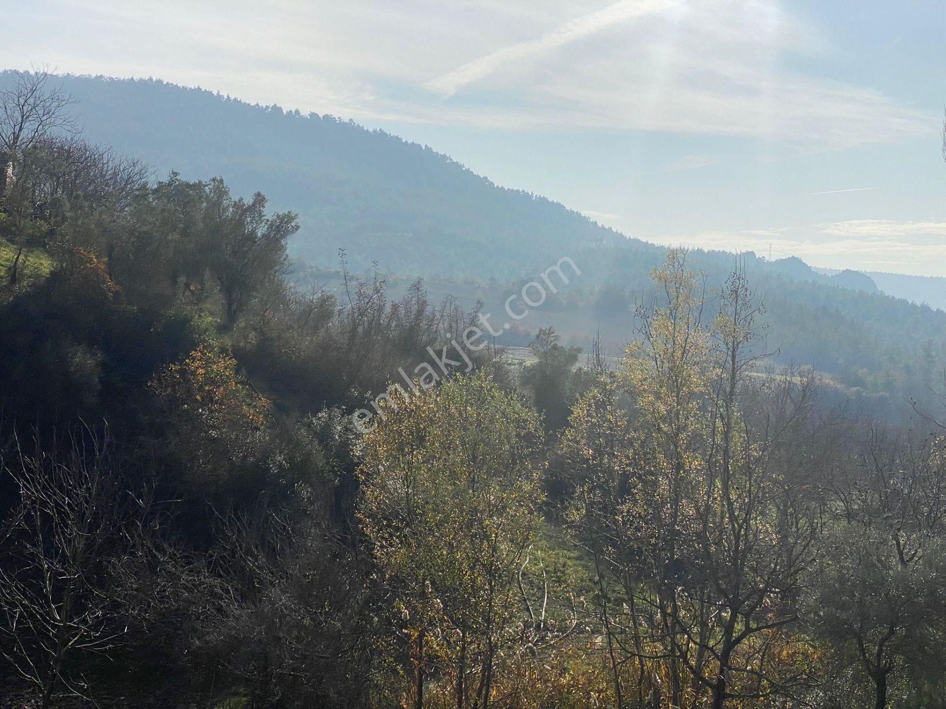 Osmaneli Çiftlik Köyü Satılık Konut İmarlı 280m2 Köy İçi İmarlı Acil Satılık Kelepir Arsa !!