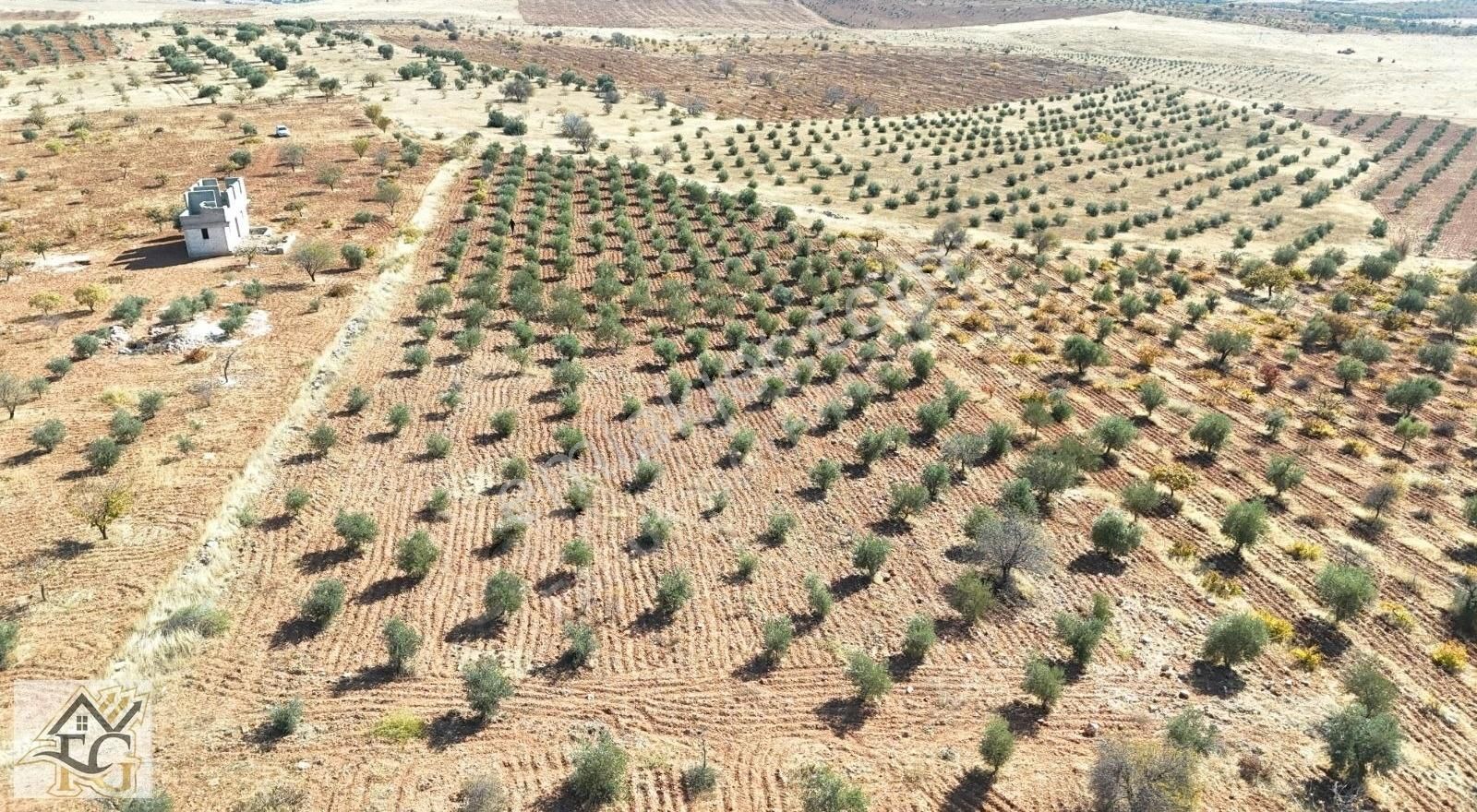 Oğuzeli Bulduk Satılık Tarla Oğuzeli TOKİ civarı 6500m2 ful mahsullü sralı zeytin ağaçlı arzi