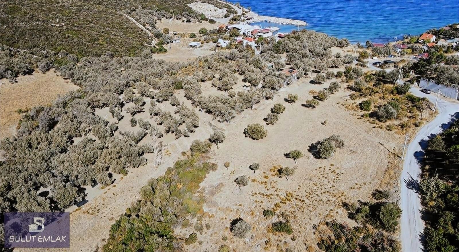 Karaburun Mordoğan Satılık Tarla Bulut Emlaktan Anbarsekide Deniz Manzaralı Yol Cepheli Tarla