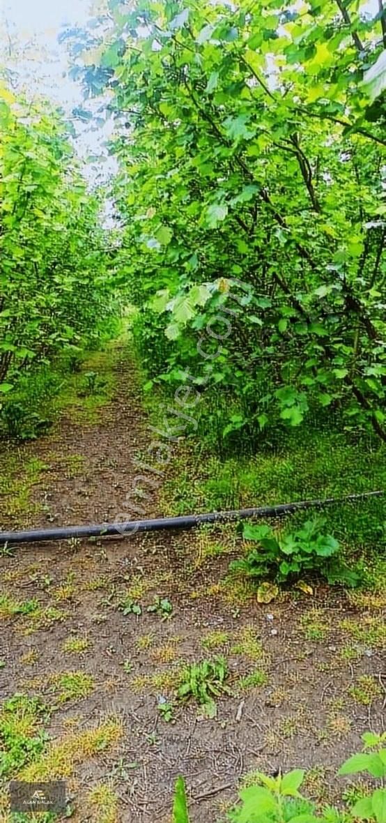 Terme Sütözü Satılık Tarla SAMSUN- TERME KARAYOLUNA 5KM 4 DÖNÜM FINDIK BAHÇESİ EV İŞ YERİ