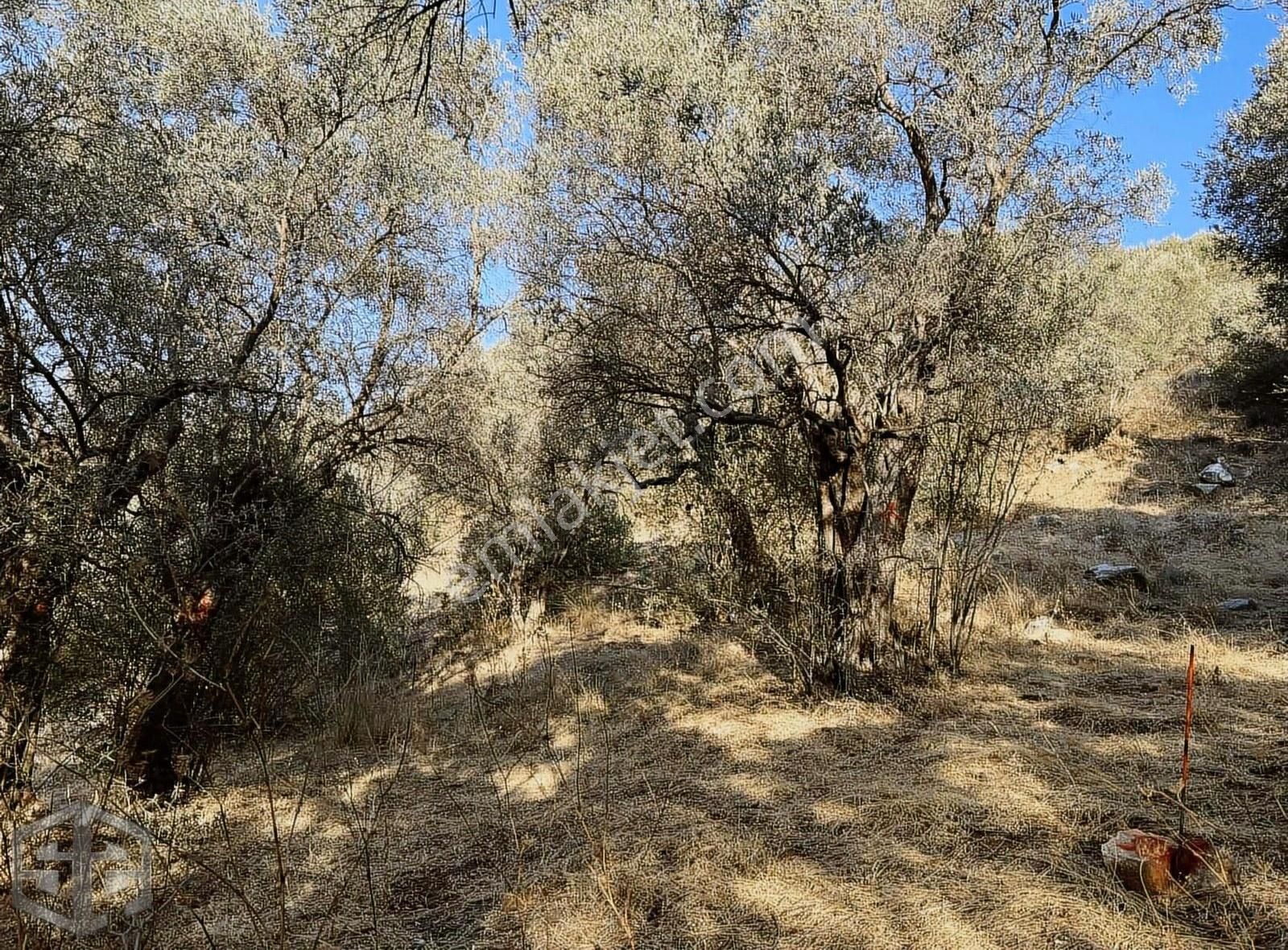 İzmir Selçuk Şirince Köyünde 456 M2 Satılık Zeytinlik - Görsel 5