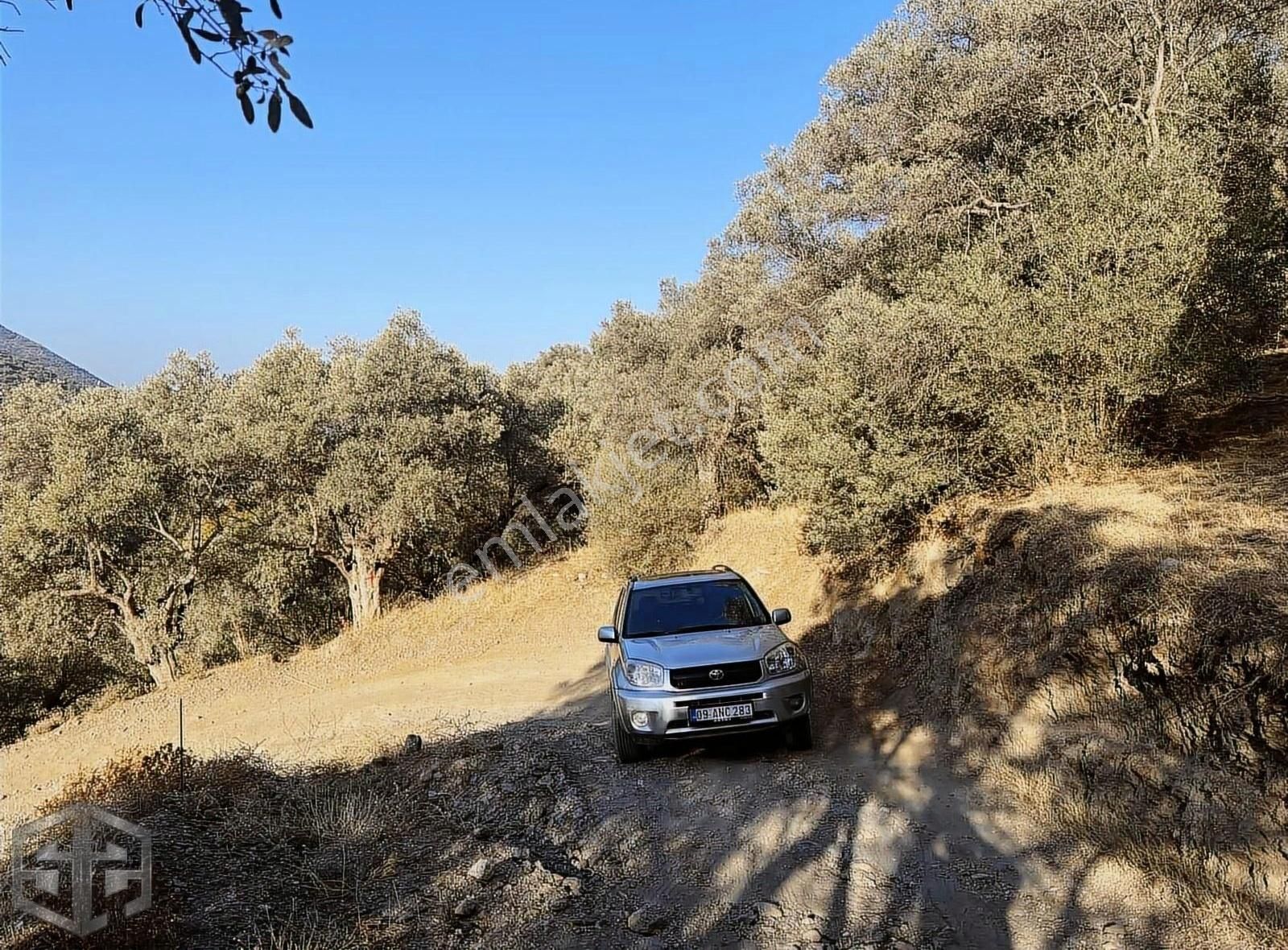 İzmir Selçuk Şirince Köyünde 456 M2 Satılık Zeytinlik - Görsel 3