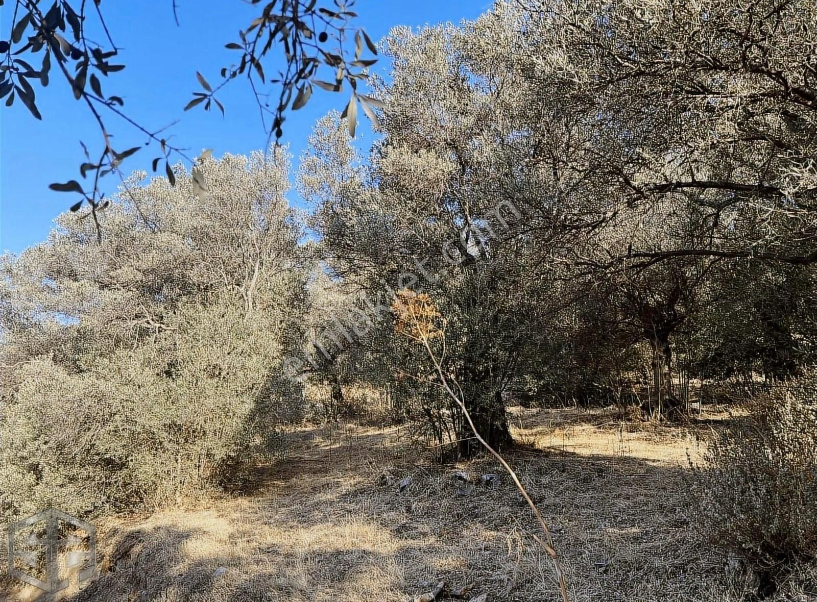 İzmir Selçuk Şirince Köyünde 456 M2 Satılık Zeytinlik - Görsel 7