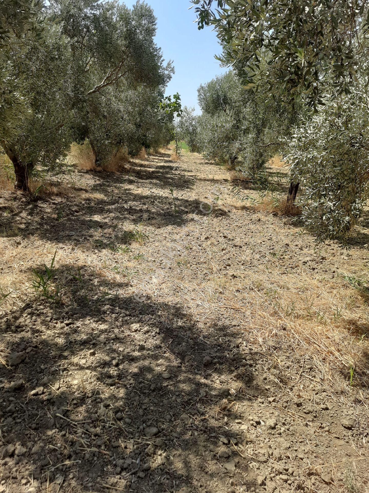 Aydın Nazilli Satılık Bağ & Bahçe Alkan gayrimenkul den nazilli kestel 'de satılık zeytinlik 