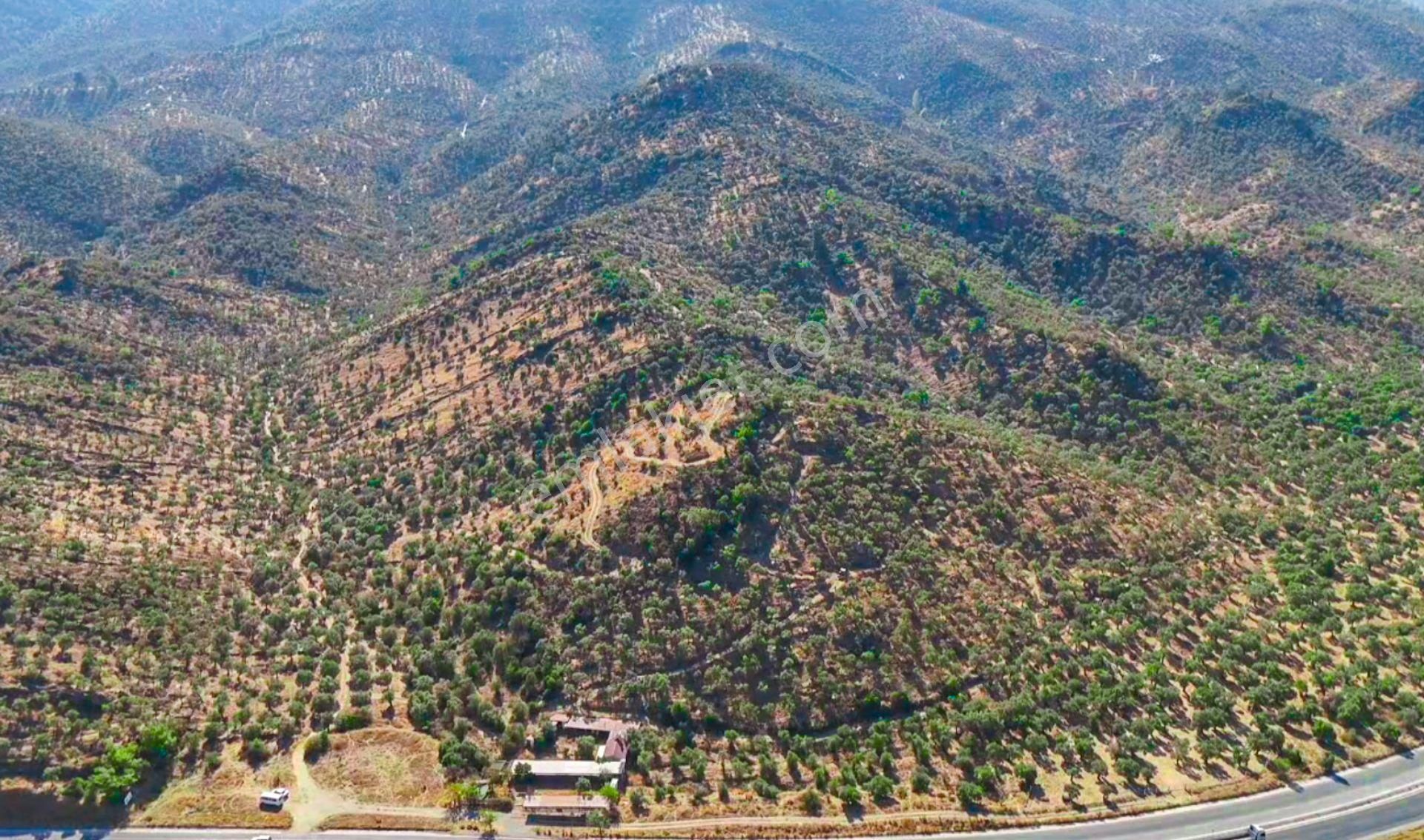 Muğla Milas Satılık Zeytinlik  Bodrum Yolu Üzeri Bafa Gölüne Yakın Satılık 88 Dönüm Zeytinlik