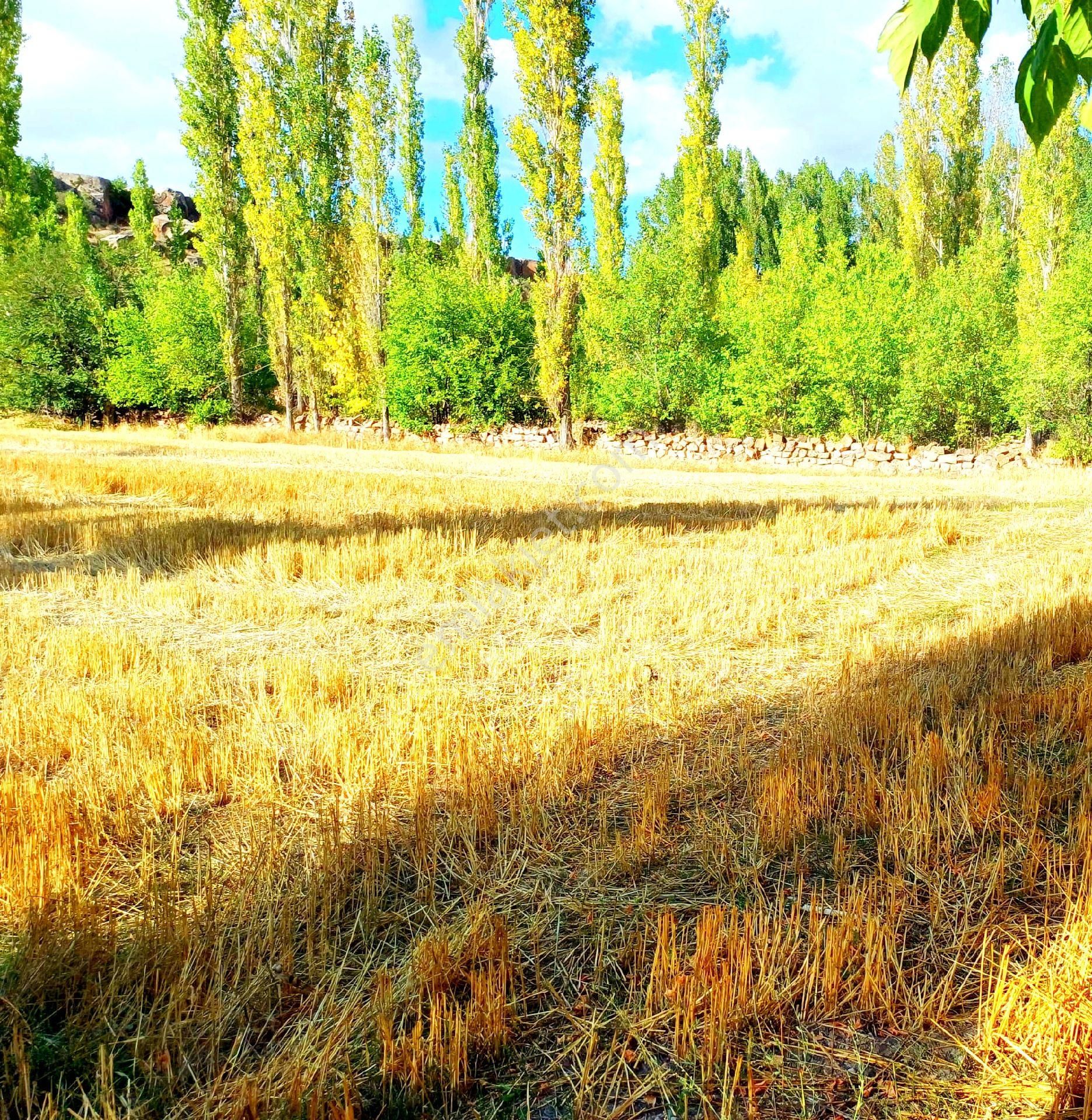 Develi Gümüşören Satılık Tarla Satılık Yatırımlık Develi Gümüşgören 1820m2 Arsa