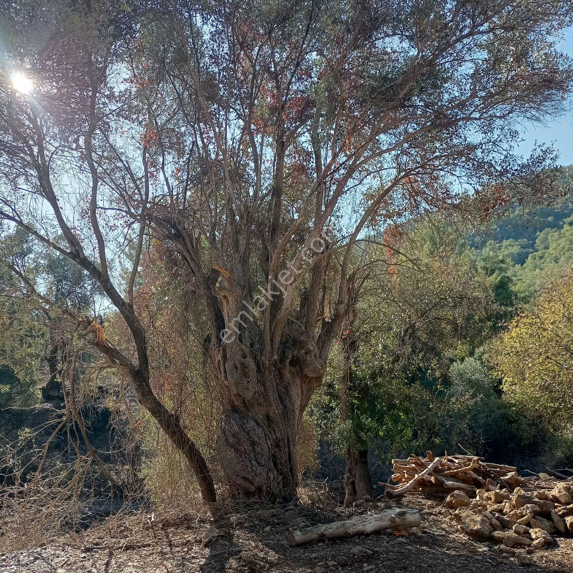 Muğla Ortaca Dalyan Gökbel Satılık Tarla - Görsel 21