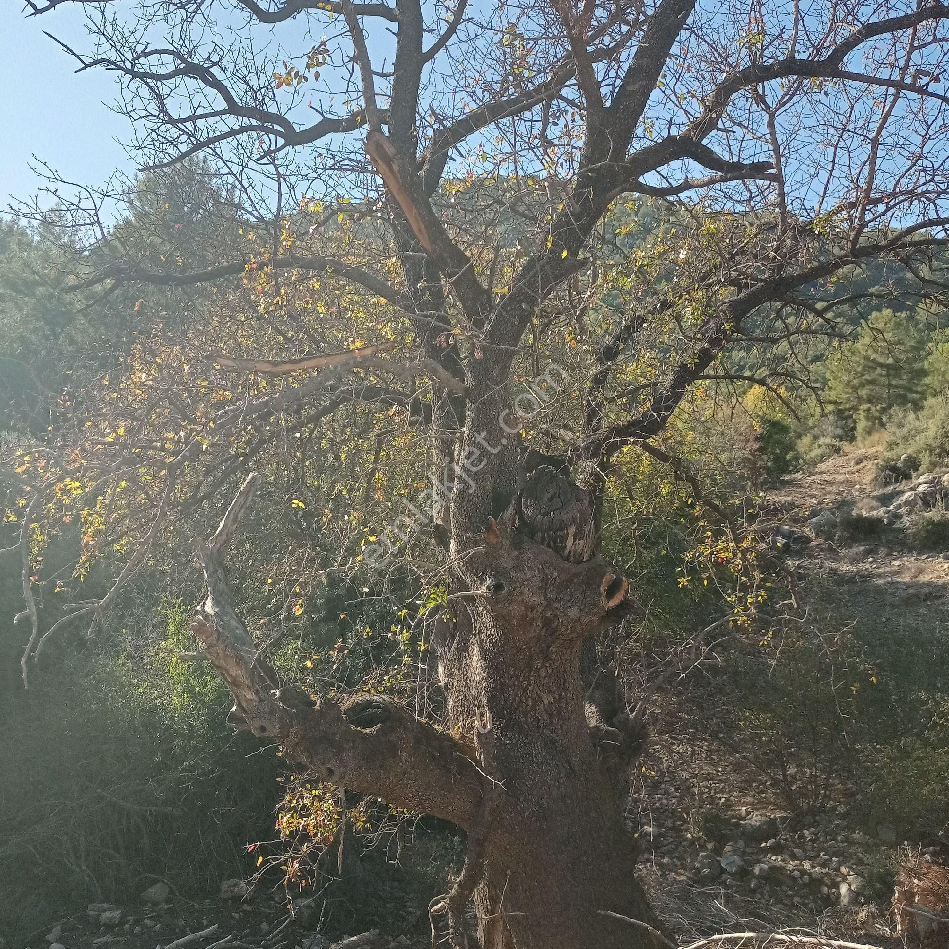 Muğla Ortaca Dalyan Gökbel Satılık Tarla - Görsel 14