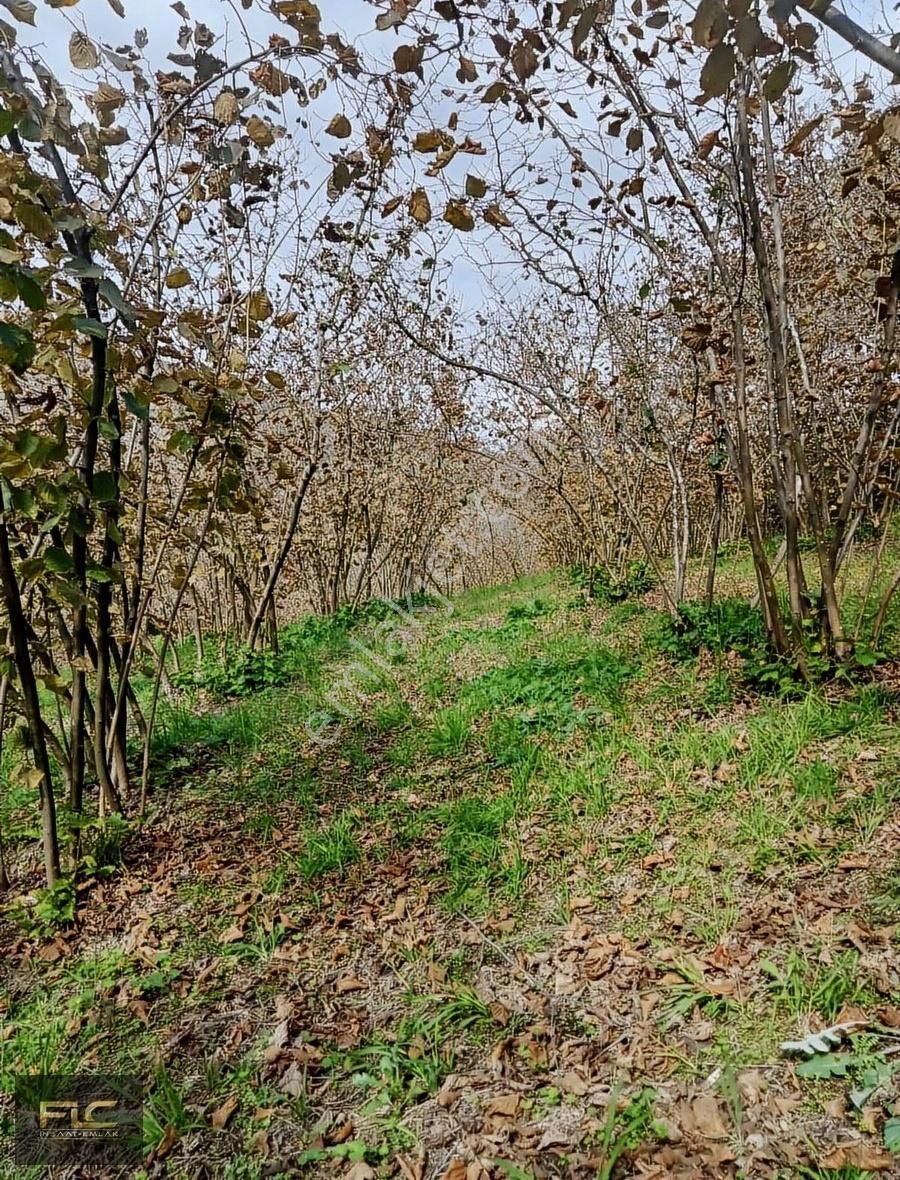 Karasu Konacık Satılık Tarla Karasuya 20 Dk Mesafede Köy İçi Satılık Fındıklık