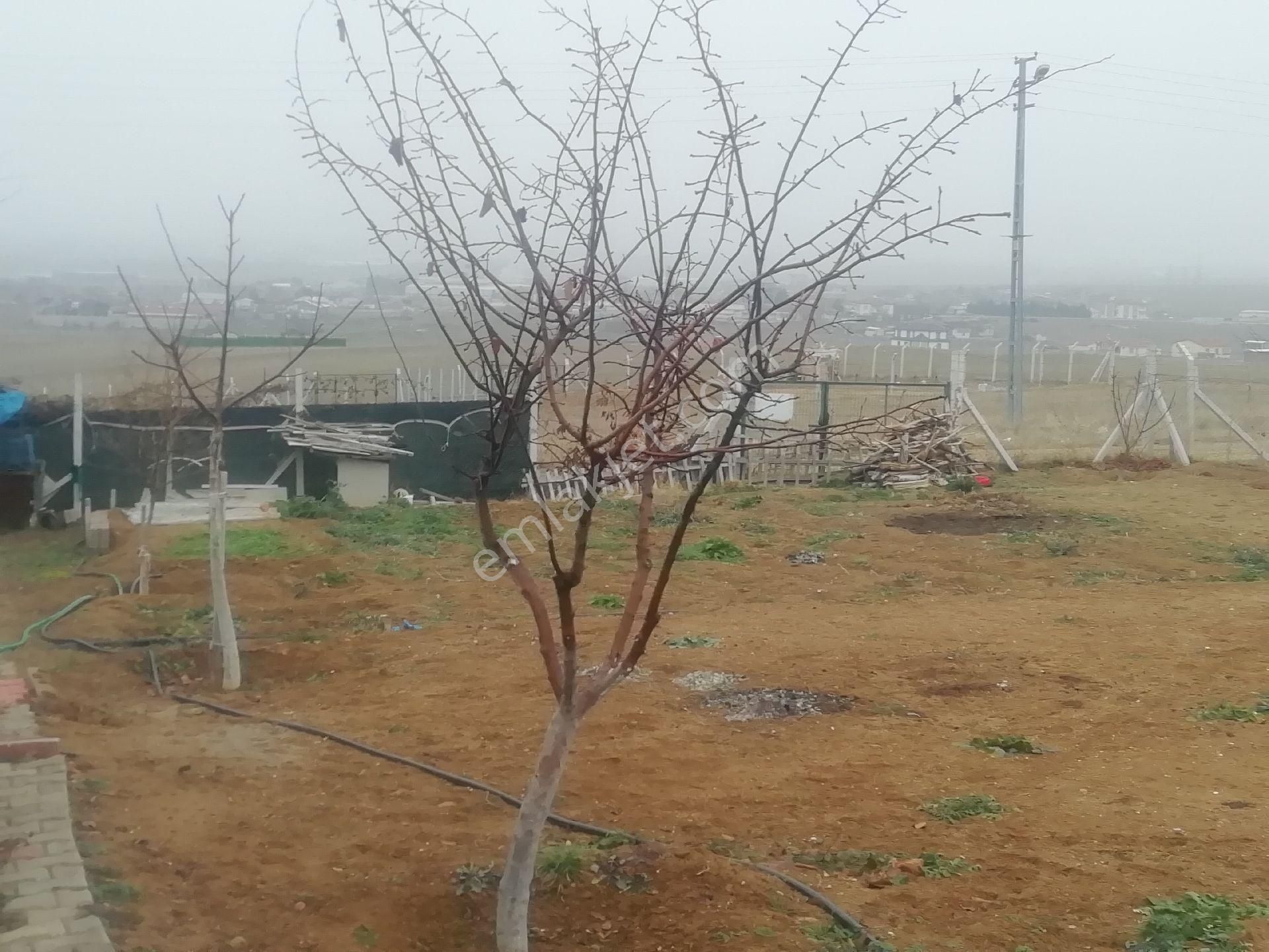 Kayseri Yolu Yakını Arpalık Çukuru - Görsel 9