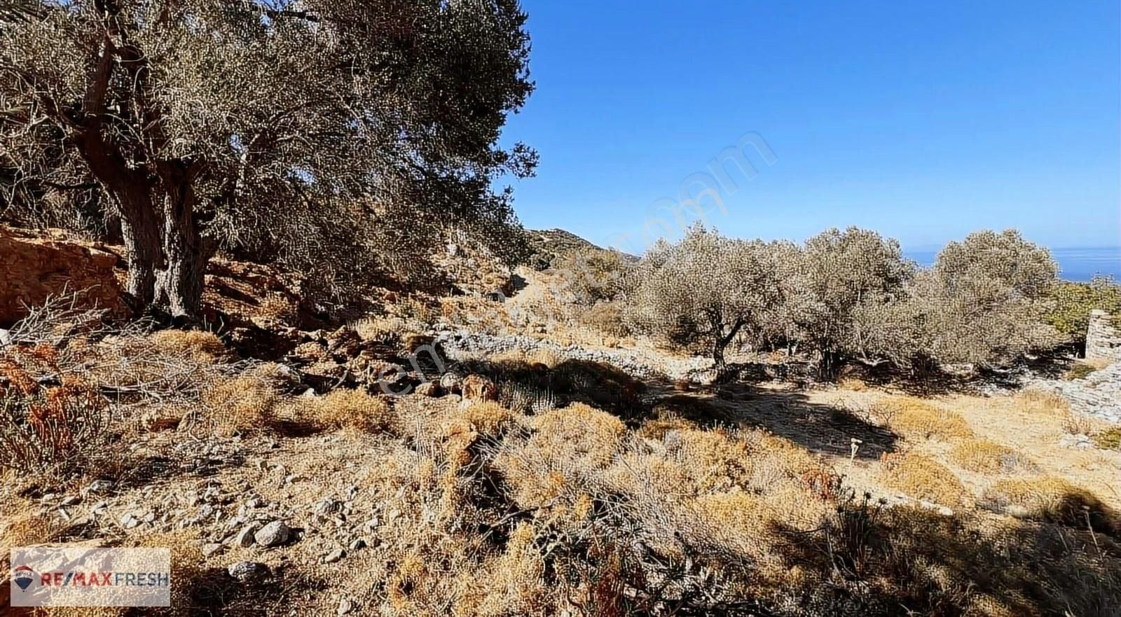 Karaburun Merkez Satılık Tarla Karaburun Merkez, Çullu Mevkiinde Manzaralı Zeytin Ağaçlı Tarla