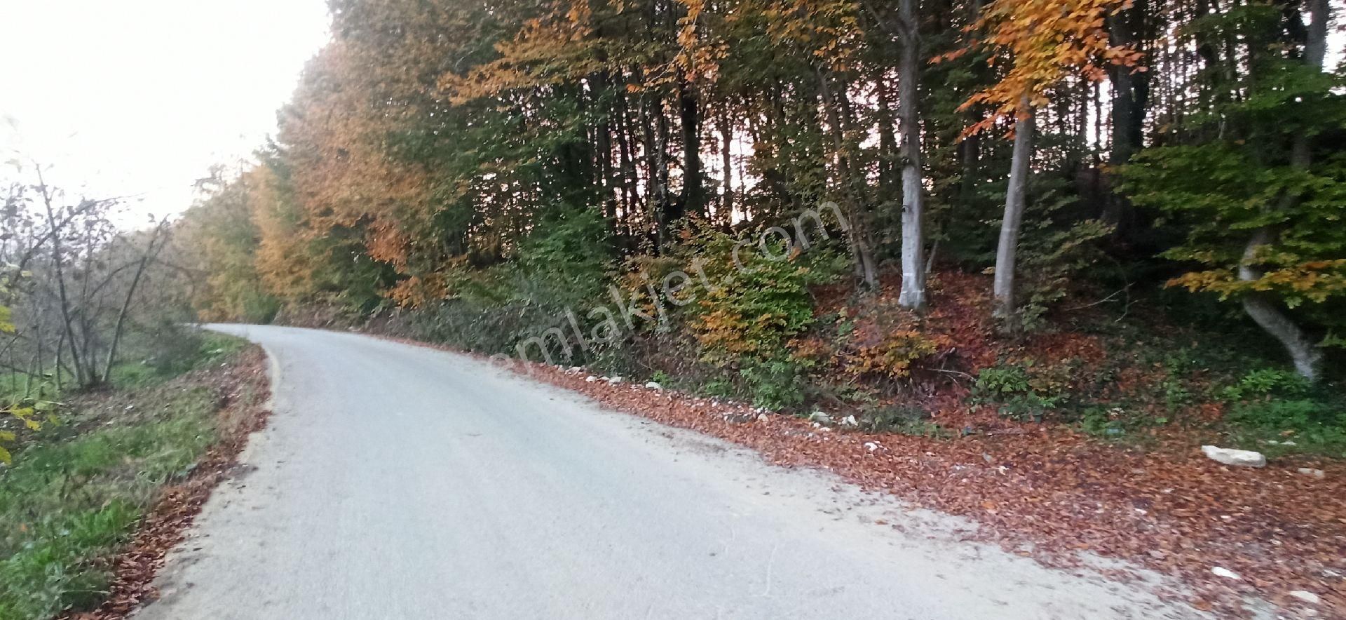 Sakarya Kocaali Satılık Bağ & Bahçe KELEPİR FINDIK BAHÇESİ