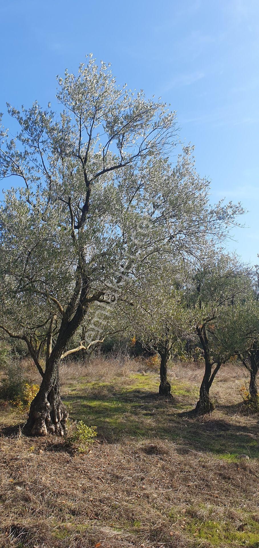 Sahibinden Satılık Arsa 1600 M² Zeytin Bahçesi Satılık - Görsel 16