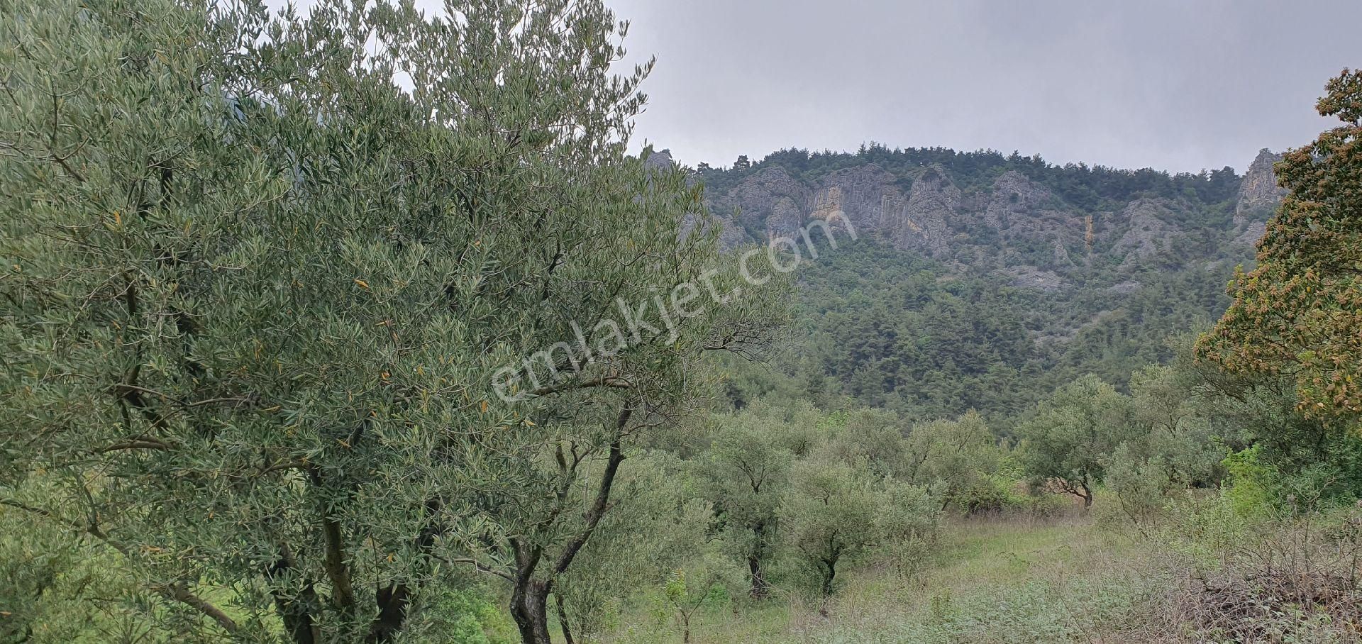 Sahibinden Satılık Arsa 1600 M² Zeytin Bahçesi Satılık - Görsel 10