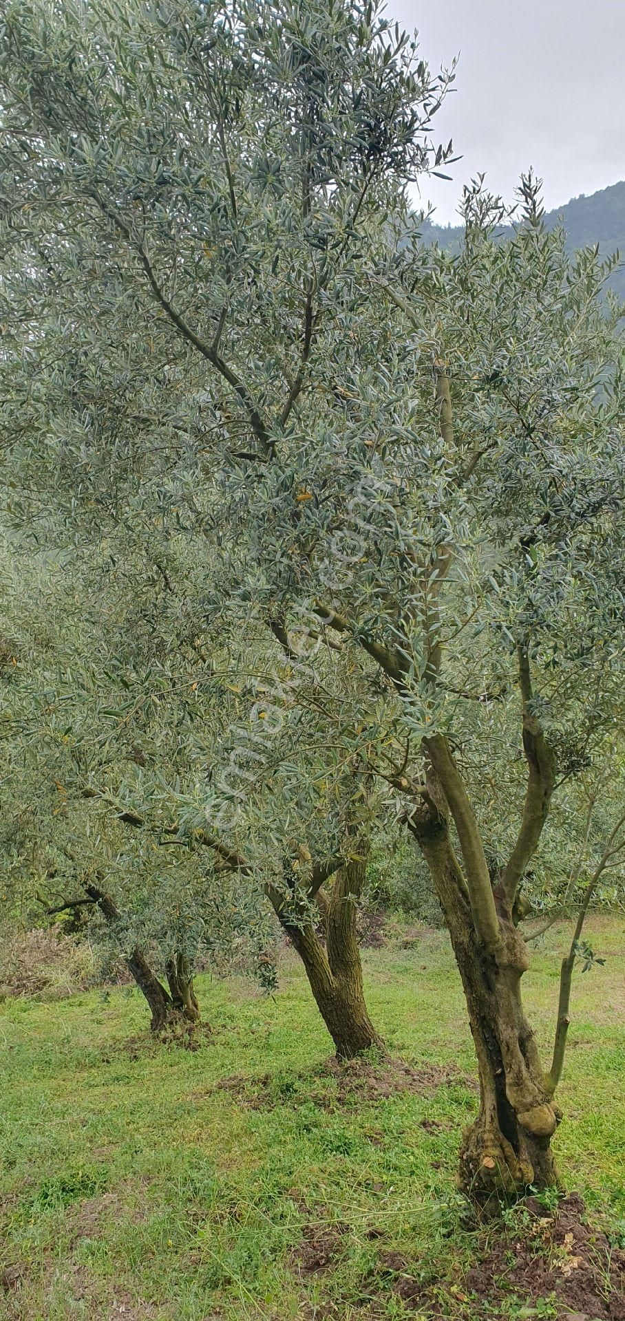 Sakarya Pamukova Satılık Bağ & Bahçe 1600 metre kare Zeytin Bahçesi