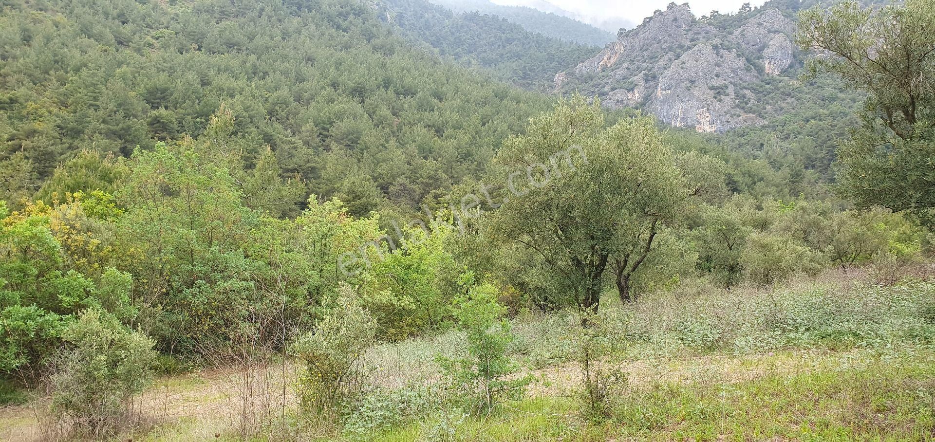 Sahibinden Satılık Arsa 1600 M² Zeytin Bahçesi Satılık - Görsel 12