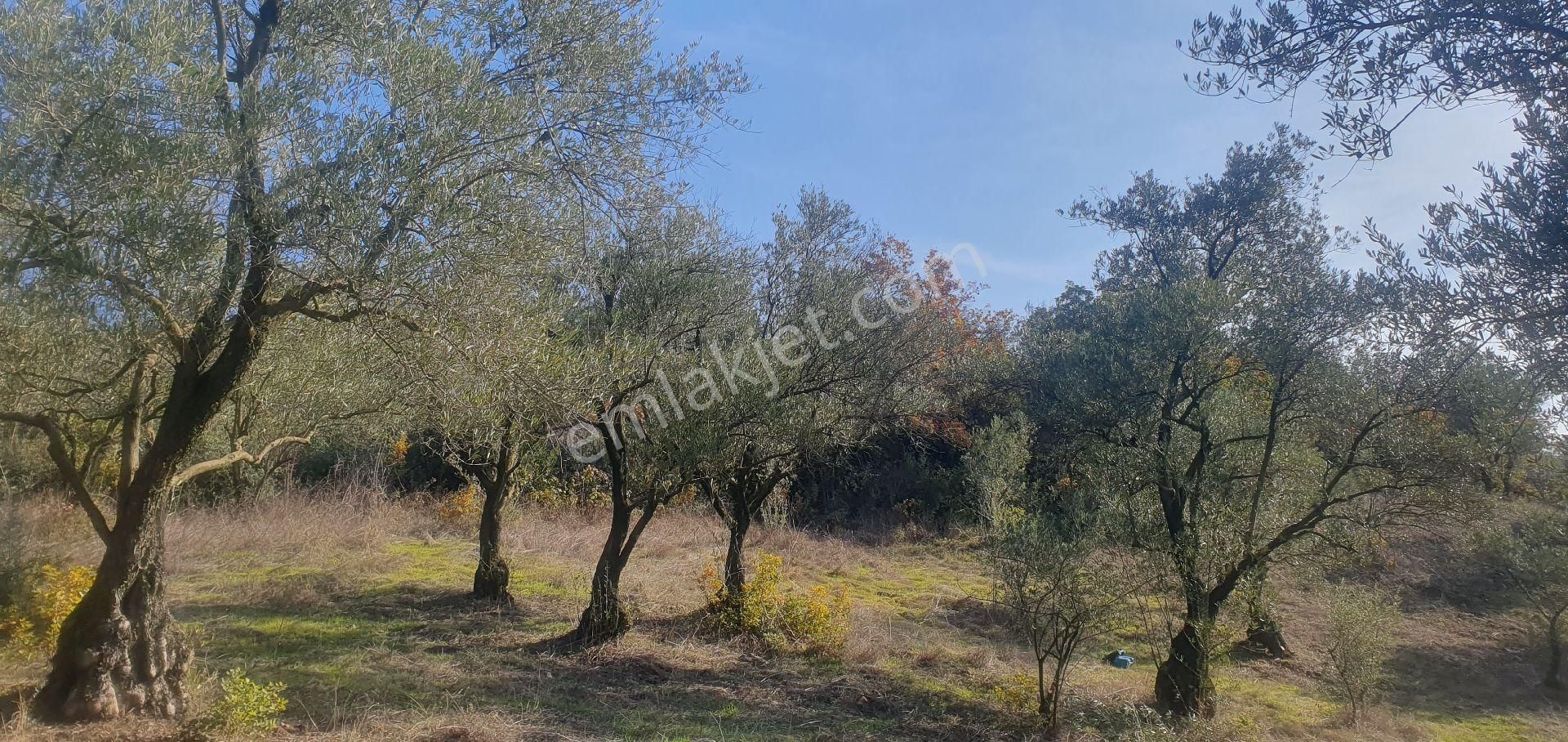 Sahibinden Satılık Arsa 1600 M² Zeytin Bahçesi Satılık - Görsel 14