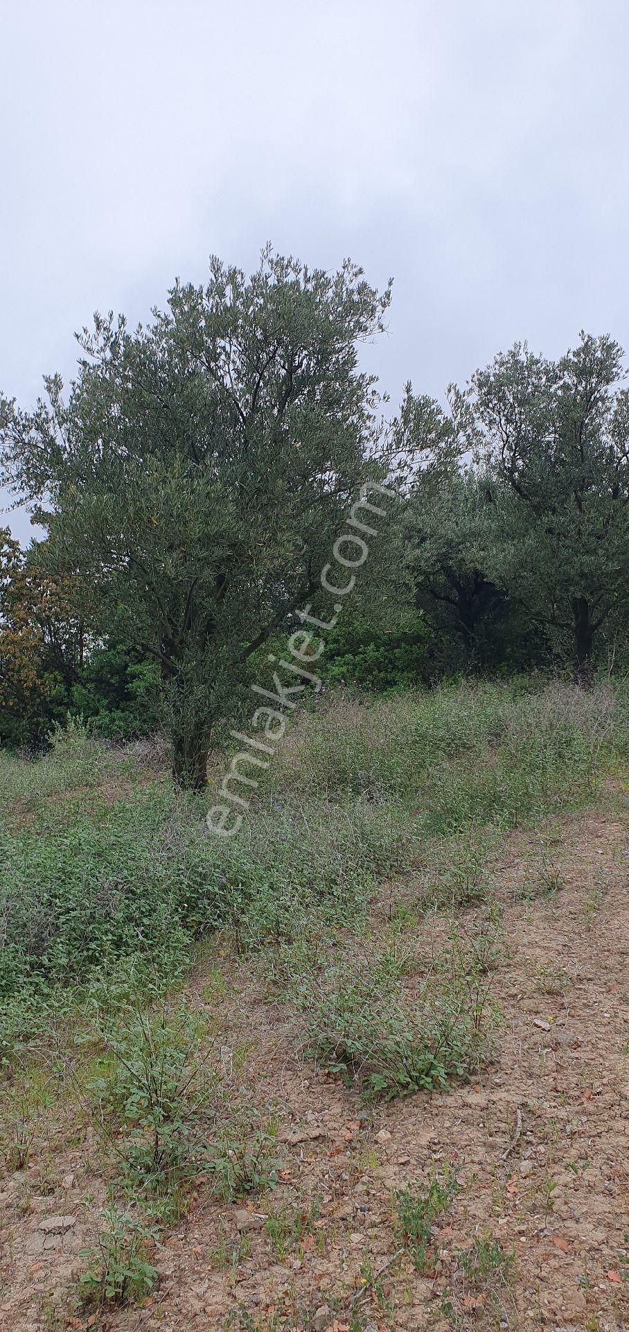 Sahibinden Satılık Arsa 1600 M² Zeytin Bahçesi Satılık - Görsel 5