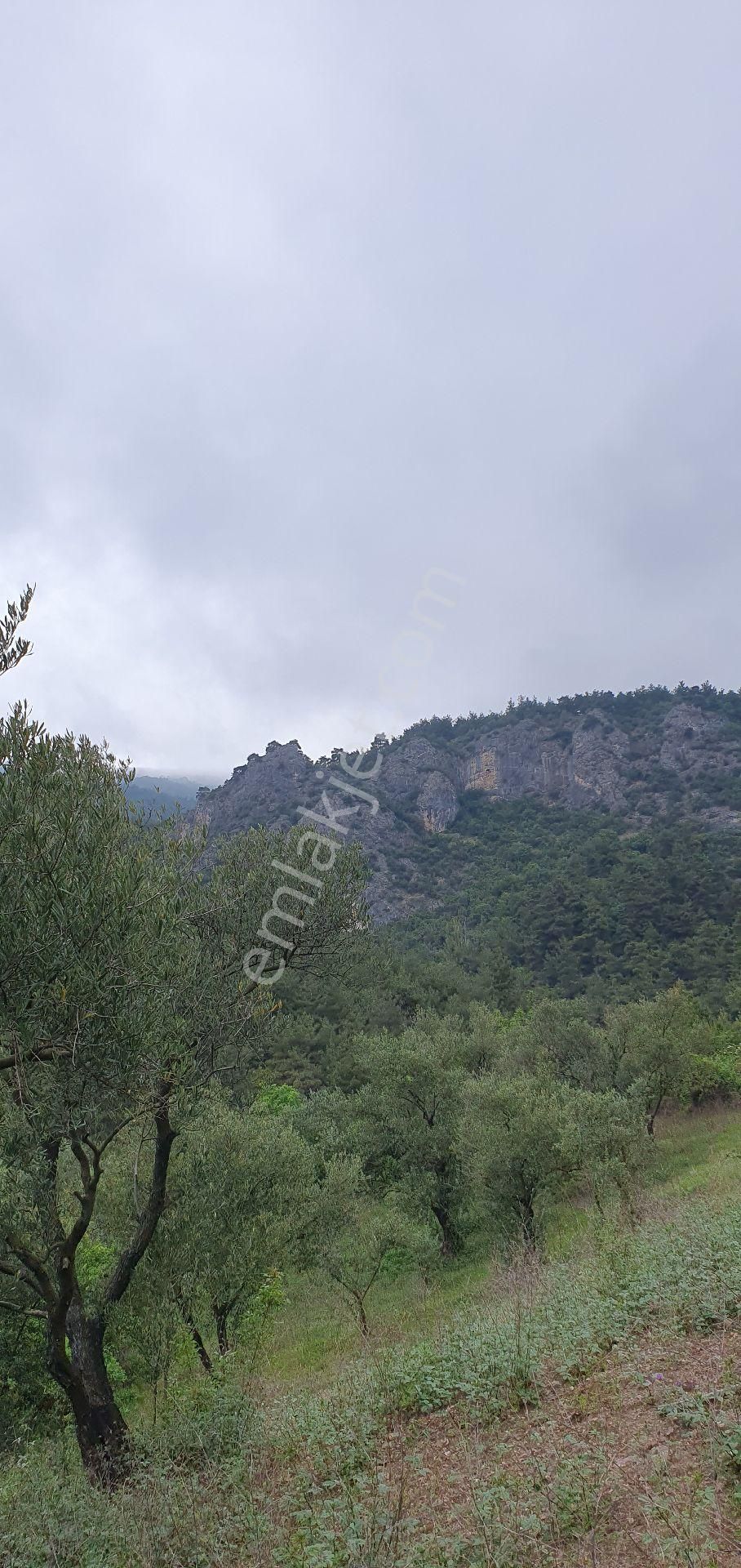 Sahibinden Satılık Arsa 1600 M² Zeytin Bahçesi Satılık - Görsel 8