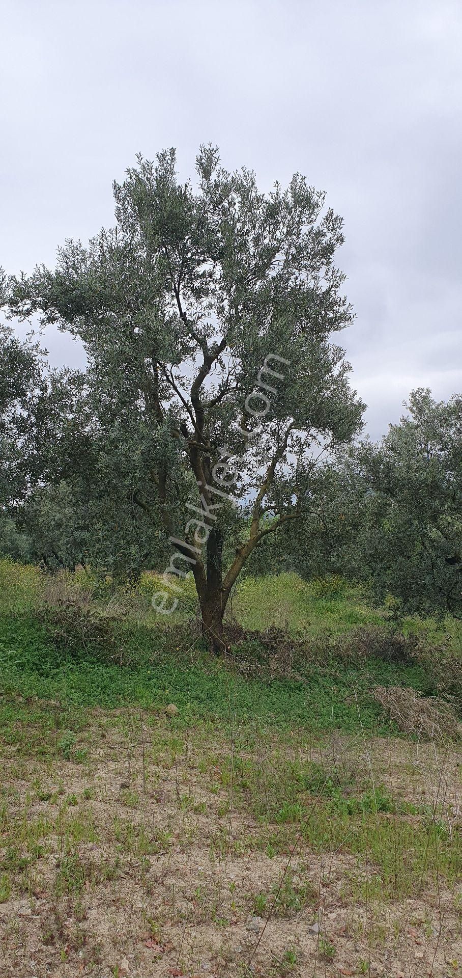 Sahibinden Satılık Arsa 1600 M² Zeytin Bahçesi Satılık - Görsel 11