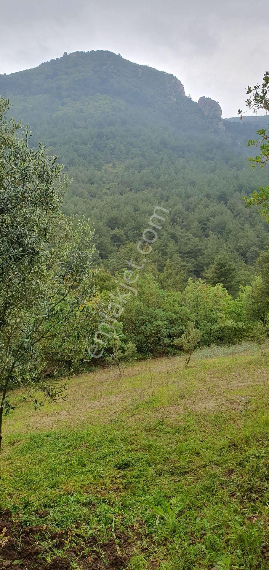 Sahibinden Satılık Arsa 1600 M² Zeytin Bahçesi Satılık - Görsel 3