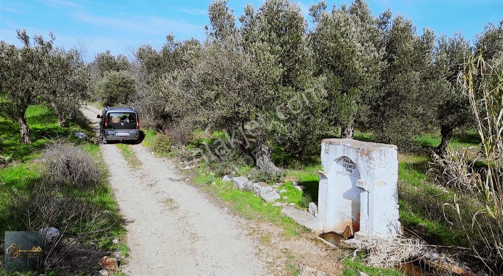 Bergama Zeytindağ Satılık Tarla Bergama Zeytindağ´da Deniz Manzaralı Zeytinlik Golden Keys´te