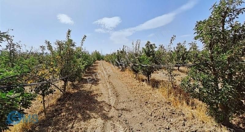 Korkuteli Küçükköyde 2511m2 Satılık Elma Erik Bahçesi - Görsel 3