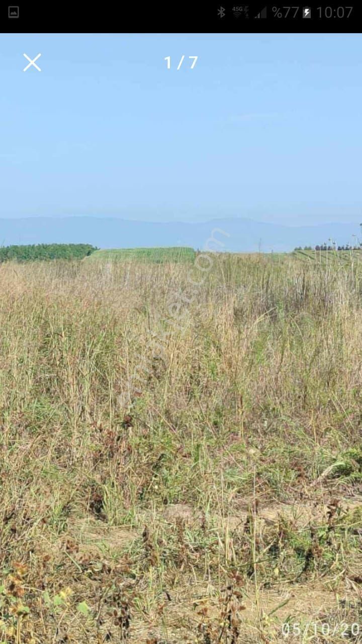 Mudanya Dereköy Satılık Zeytinlik Bursa Mudanya Derekoyde Satilik 2150 M Tarla Koy İci