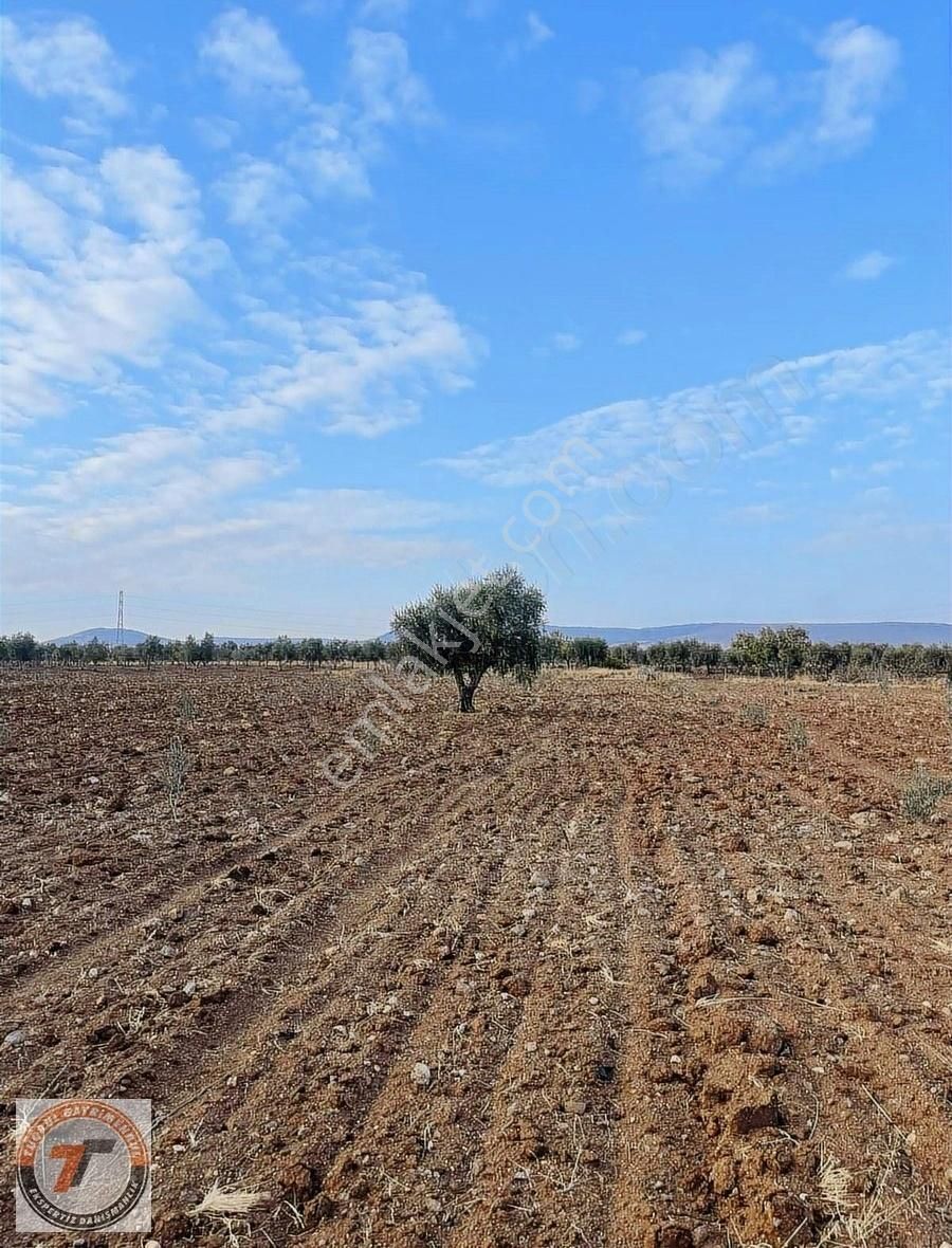 Kilis Kilis Merkez Satılık Zeytinlik BEŞİKKAYA DA SATLIK UYGUN ZEYTİNLİK ANTEP YOLUNA 500METRE