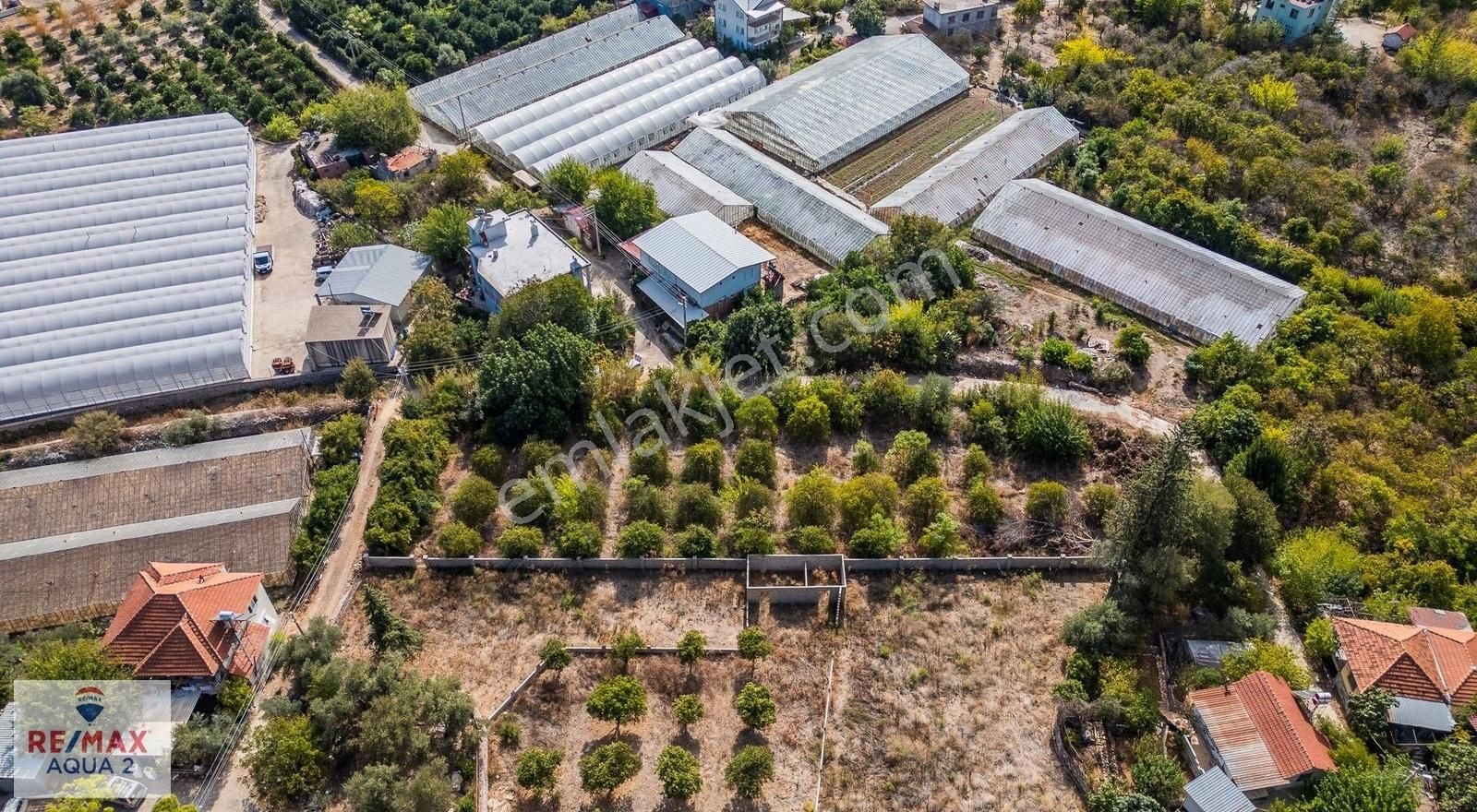 Konyaaltı Yeni Satılık Bağ & Bahçe Çakırlar Yenimahalle'de Rıza-i Taksimli Satılık Portakal Bahçesi