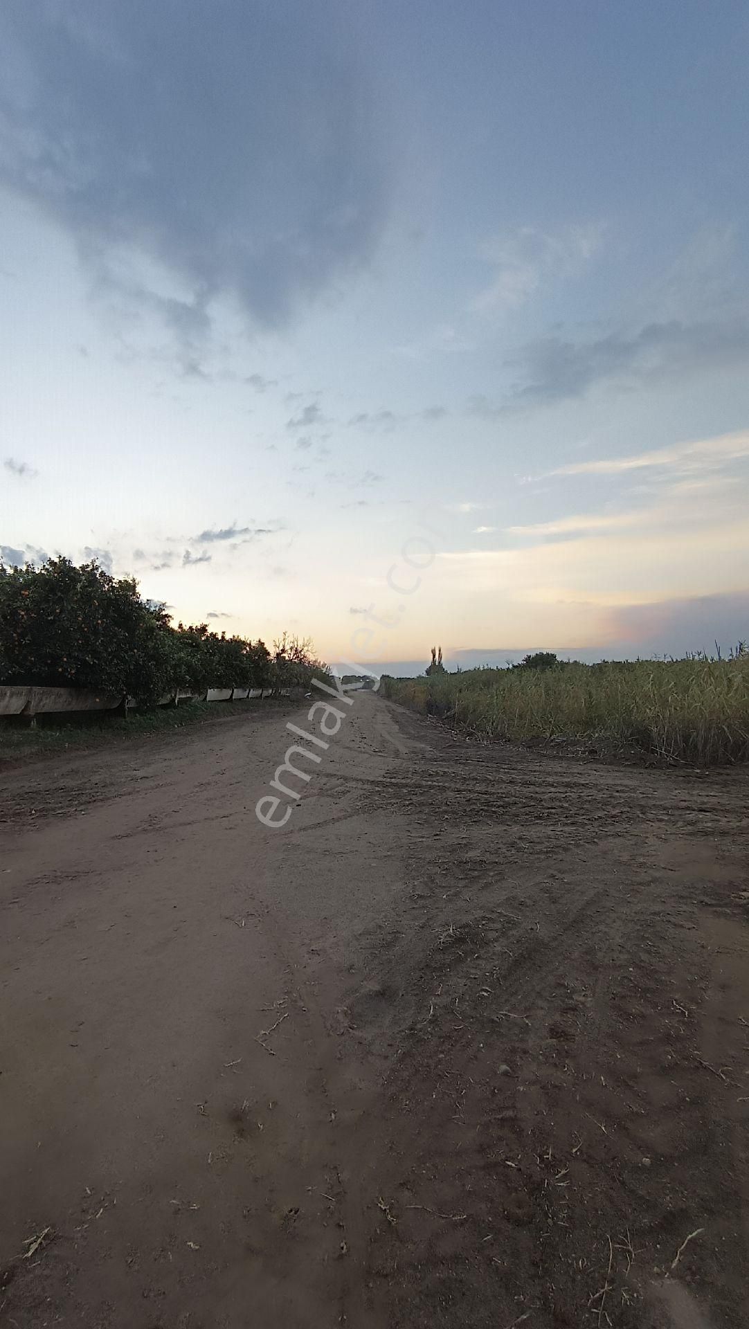 Nazilli / Hamzallı Da Satılık Portakal Bahçesi - Görsel 17