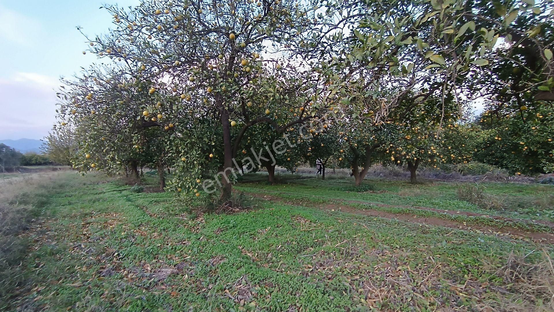 Nazilli / Hamzallı Da Satılık Portakal Bahçesi - Görsel 4