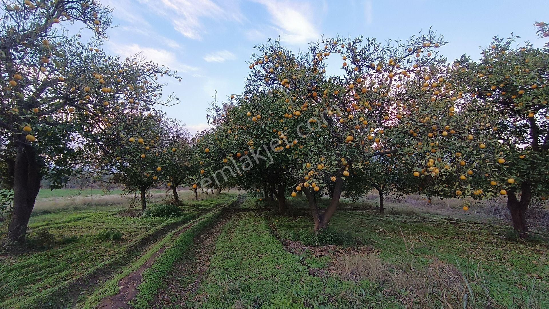 Nazilli / Hamzallı Da Satılık Portakal Bahçesi - Görsel 5