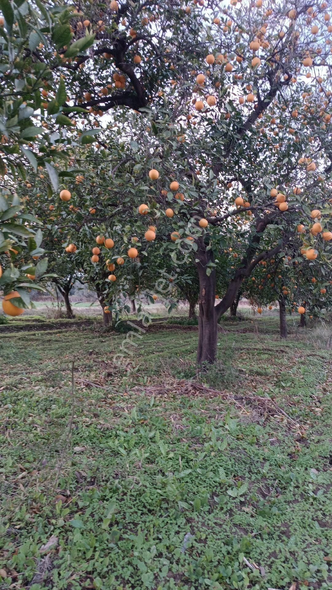 Nazilli / Hamzallı Da Satılık Portakal Bahçesi - Görsel 9