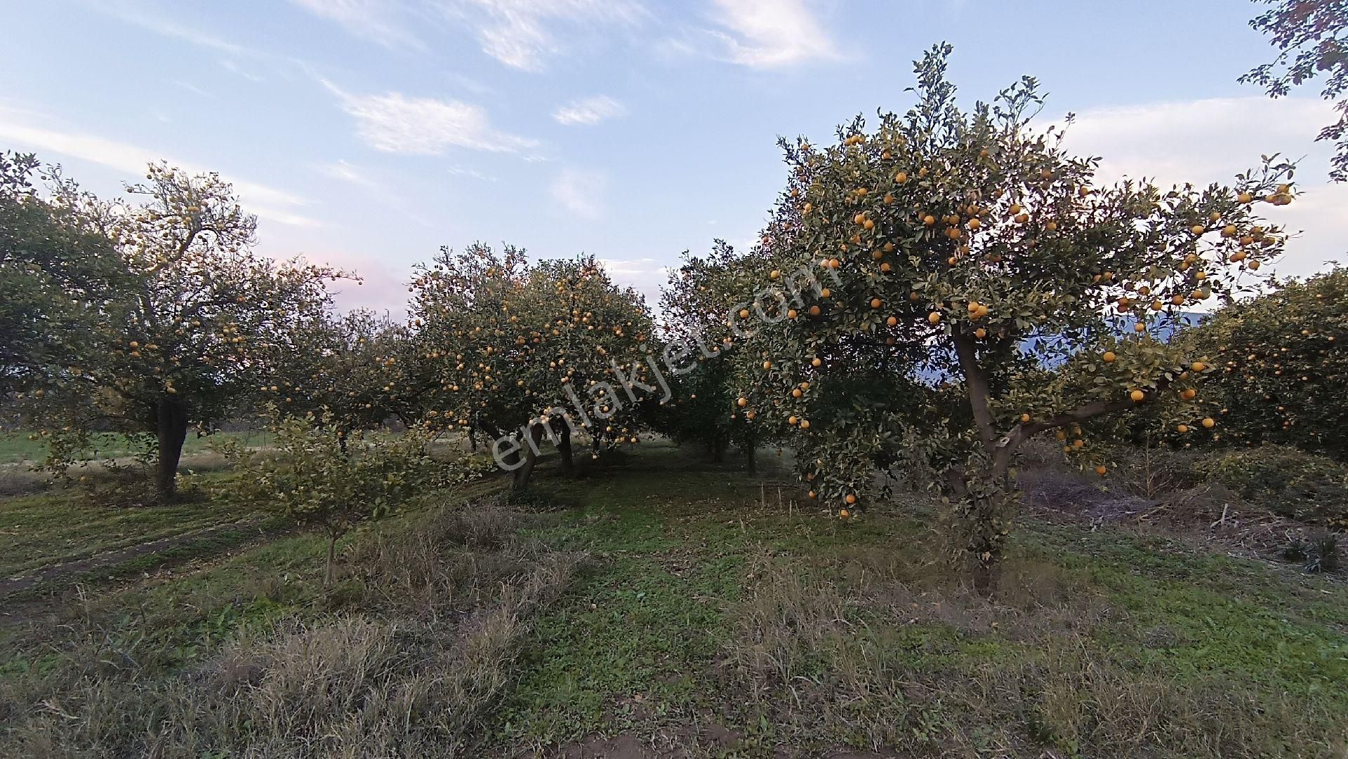 Nazilli / Hamzallı Da Satılık Portakal Bahçesi - Görsel 11