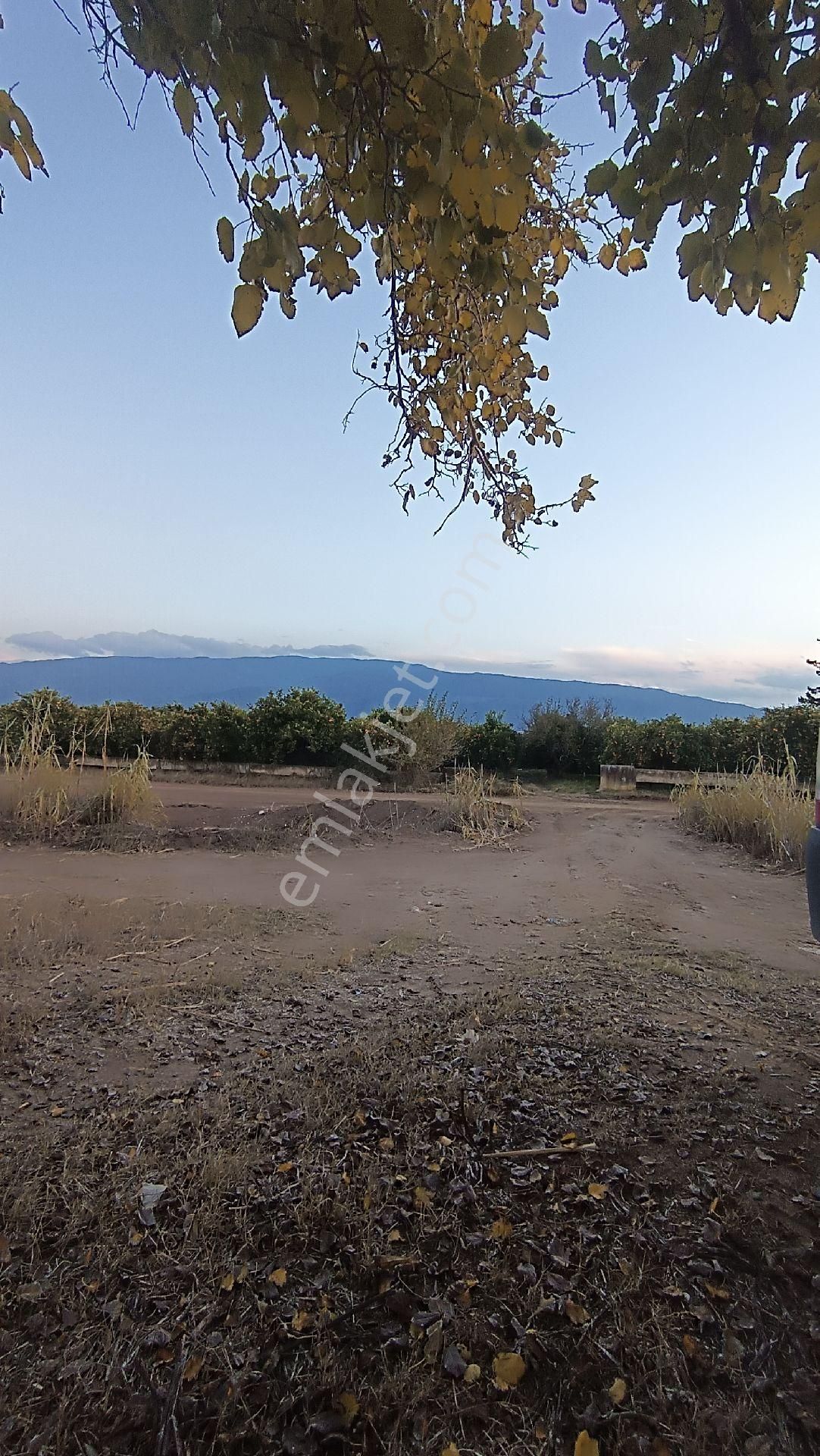 Nazilli / Hamzallı Da Satılık Portakal Bahçesi - Görsel 21