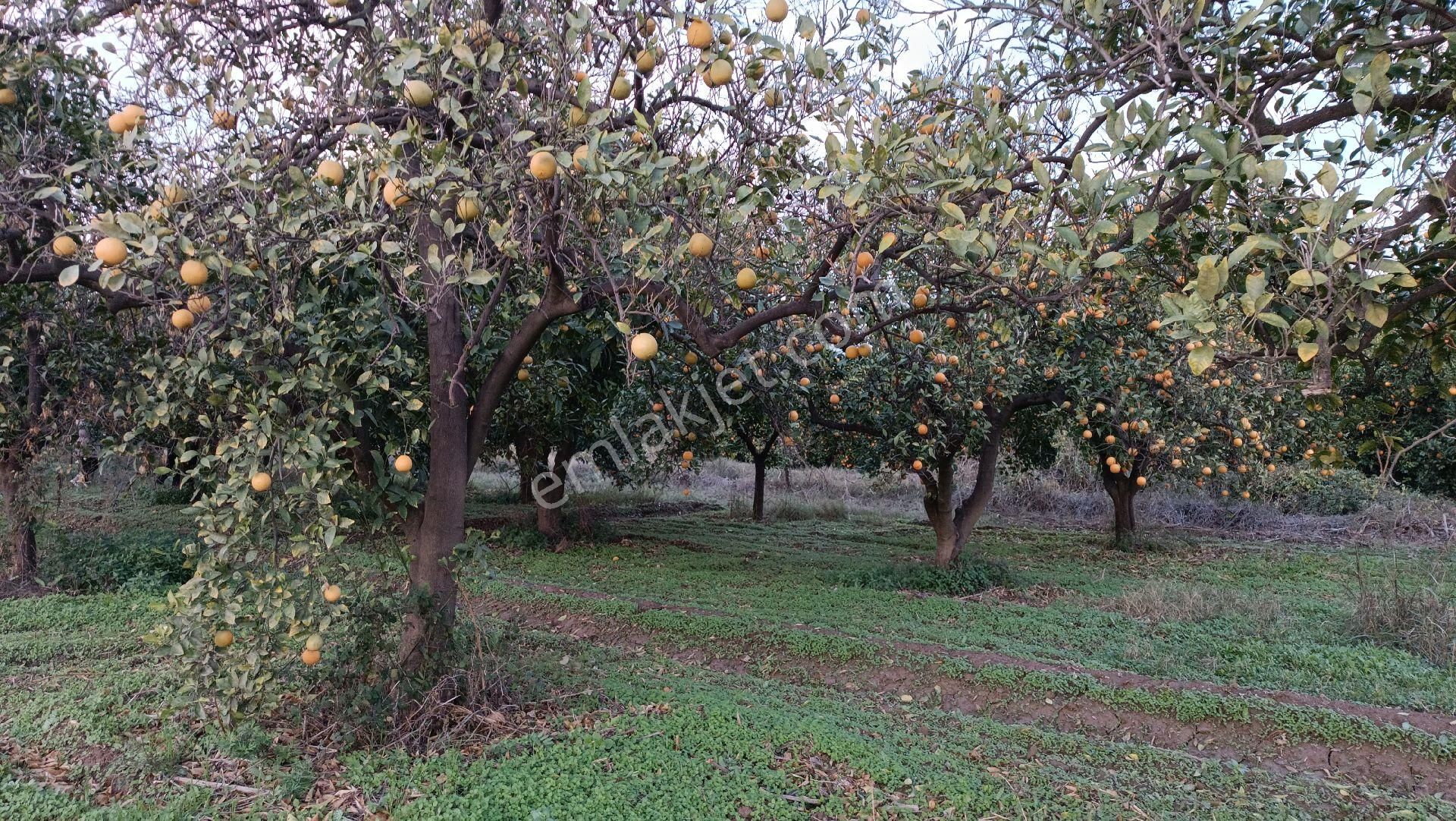 Nazilli / Hamzallı Da Satılık Portakal Bahçesi - Görsel 10