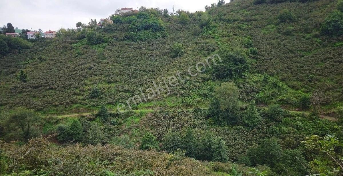 Tirebolu Civil Köyü (Merkez) Satılık Bağ & Bahçe Tirebolu Civil Köyünde 15 Dönüm Satılık Fındık Bahçesi