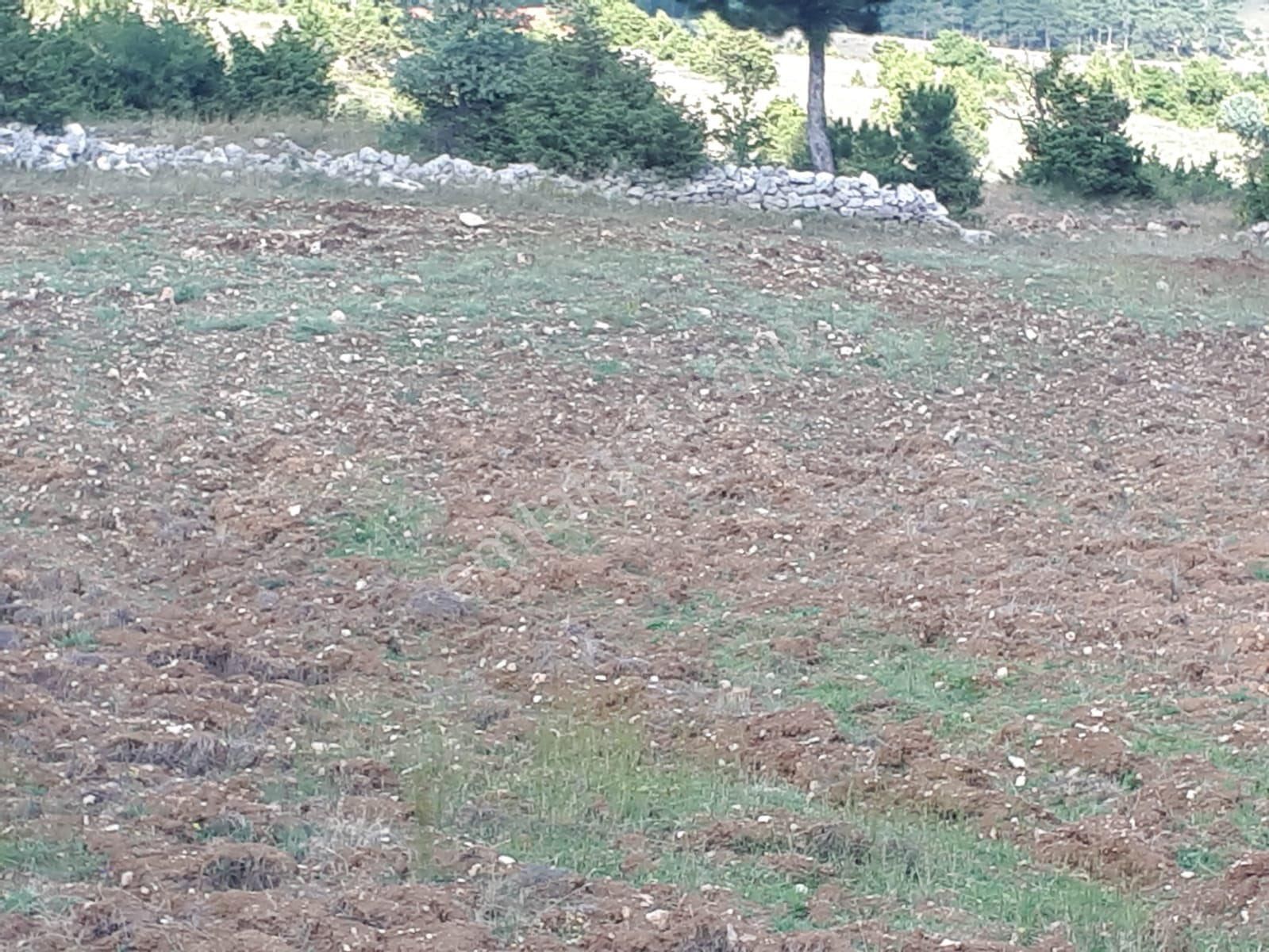 Emet Düşecek Köyü Satılık Tarla Küahya İli Emet İlçesi Düşecek Köyünde Muhteşem Tarla