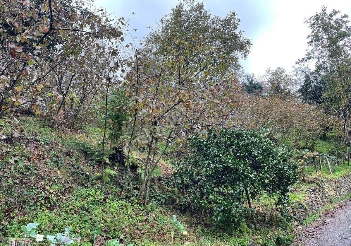 Keşap Bayramşah Köyü (Orta) Satılık Bağ & Bahçe Giresun Keşap Bayramşahta Satılık Fındık Bahçesi