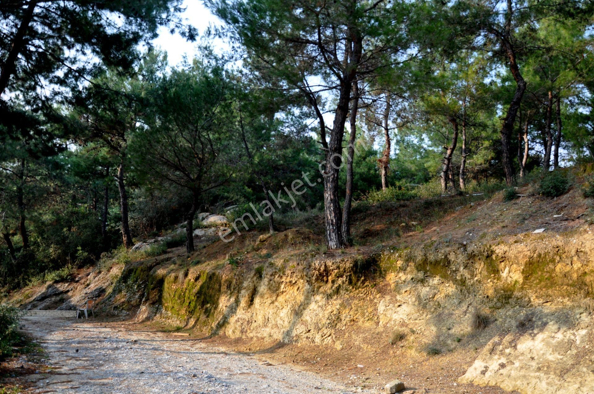 Kuşadası Soğucak Satılık Konut İmarlı  Kuşadası Soğucak Pıne Clup Arkasında Satılık Arsa