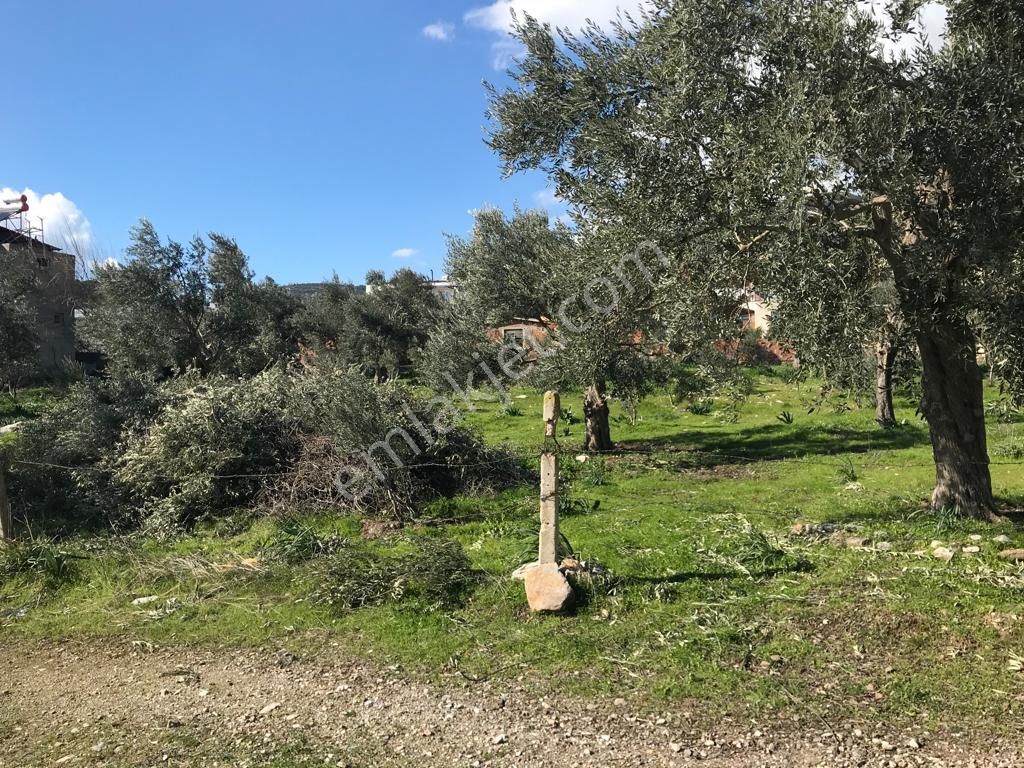 Söke Atburgazı Satılık Konut İmarlı Söke Doğanbey Yolu Atburgazında Satılık 571 M2 Arsa !