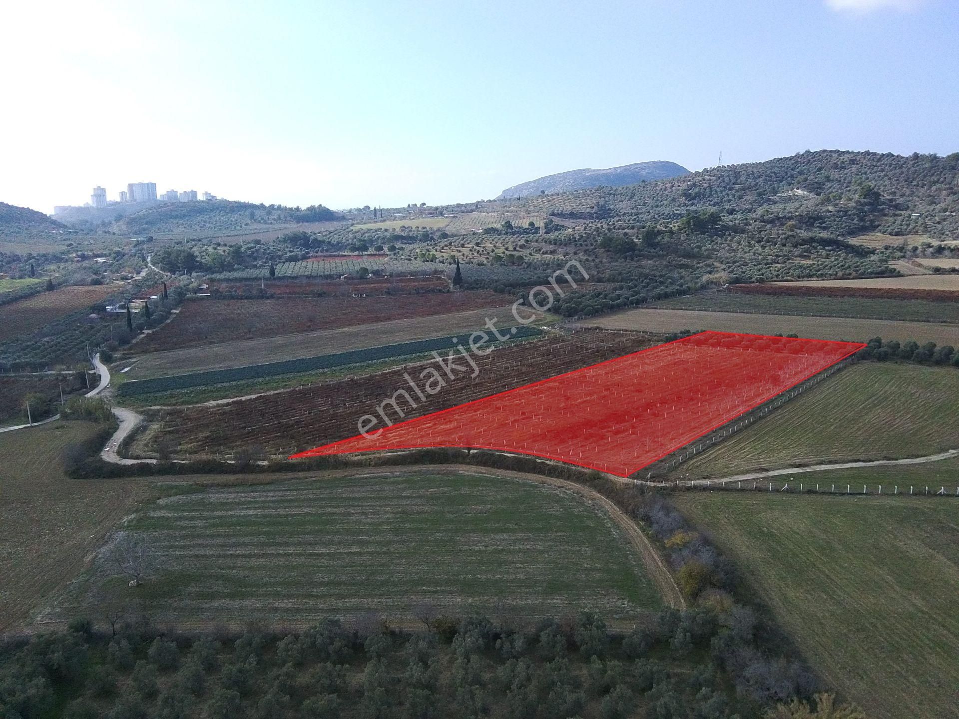 Kuşadası Değirmendere Satılık Bağ & Bahçe Kuşadası Değirmendere De Satılık 12400 M2 Zeytin, Bağ Ve Ceviz Bahçesi