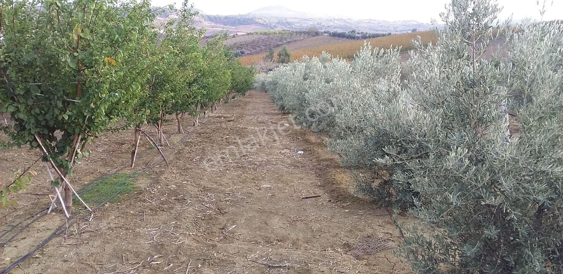 Tarsus Çakırlı Satılık Bağ & Bahçe Güven Emlaktan Cakırlı Yolunda Yetişmiş Kaysı Bahcesi Satılıktır