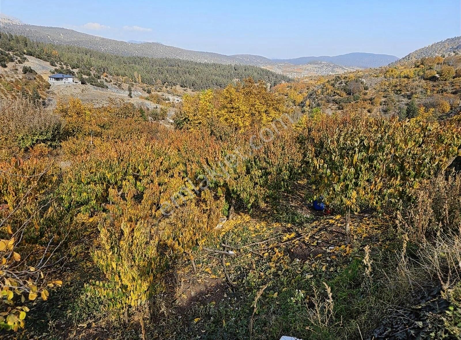 Toroslar Kavaklıpınar Satılık Bağ & Bahçe MERSİN TOROSLAR KAVAKLIPINAR MAH.'DE SATILIK ŞEFTALİ BAHÇESİ