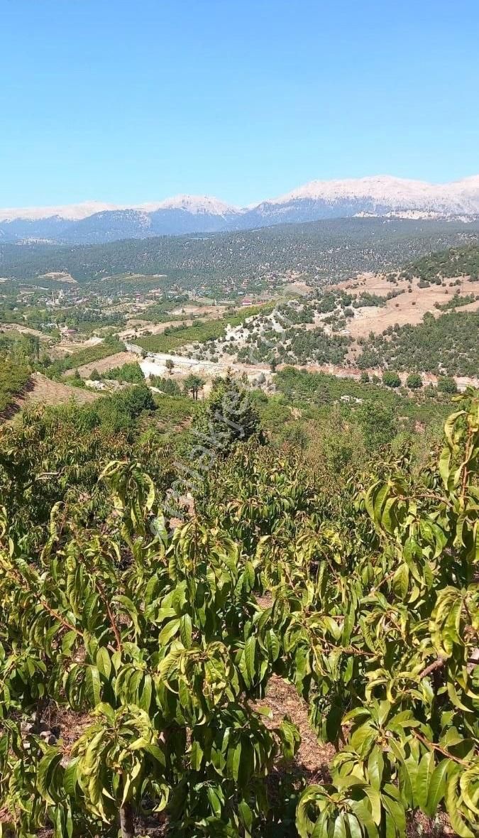 Toroslar Yavca Satılık Bağ & Bahçe Mersin Toroslar Yavca Mah.'de Satılık Şeftali Bahçesi